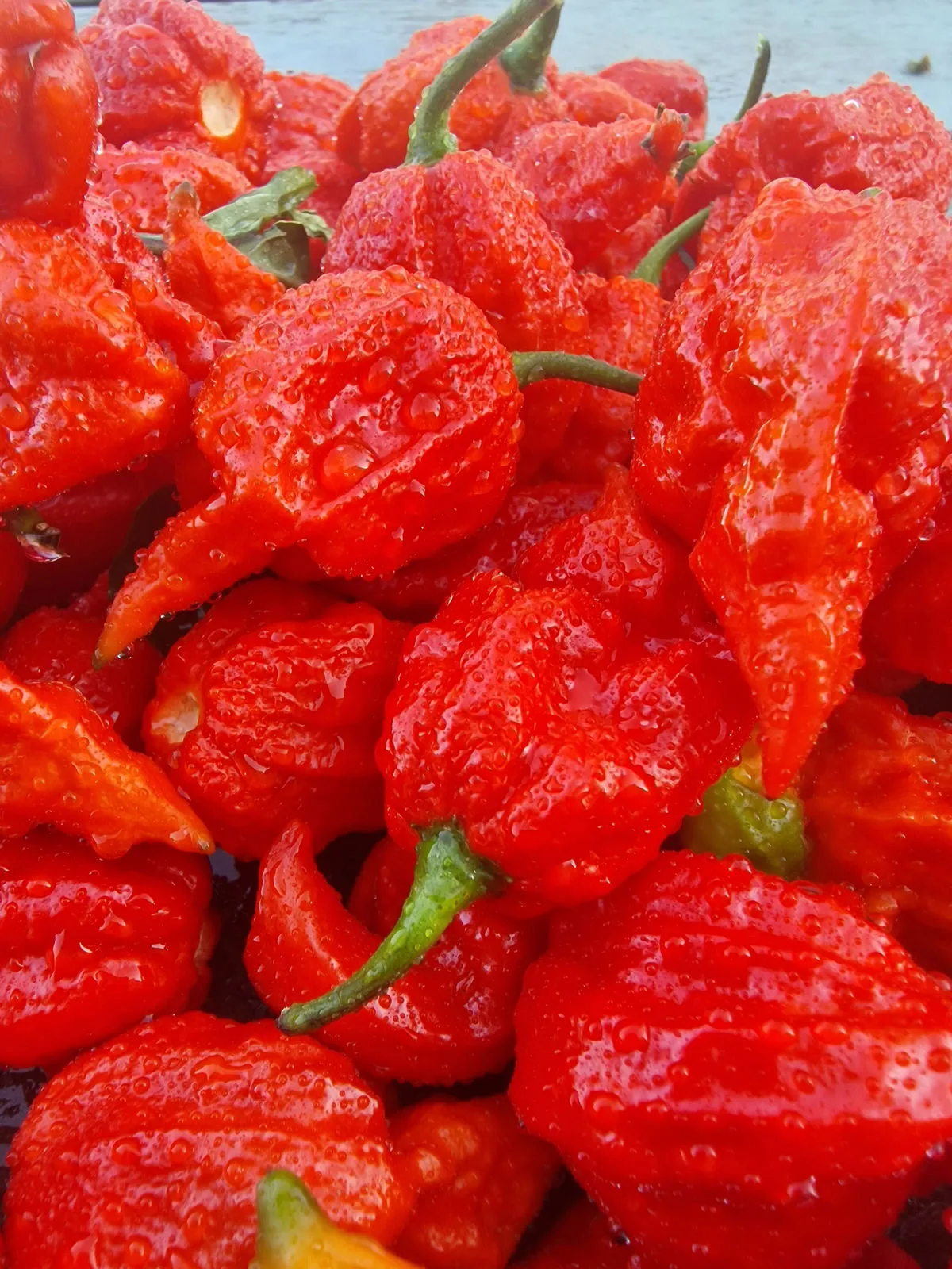 Fox Dark Naga Red Chilli Seeds - Image 8