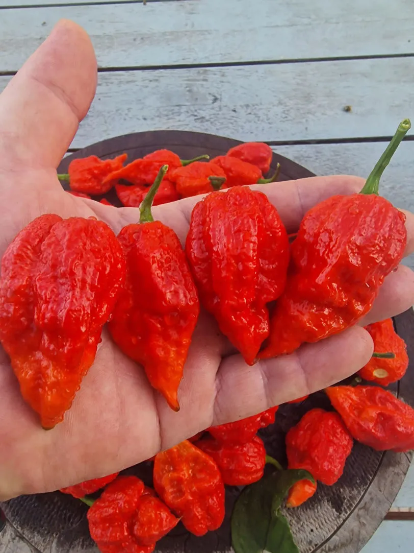 Fox Dark Naga Red Chilli Seeds - Image 9