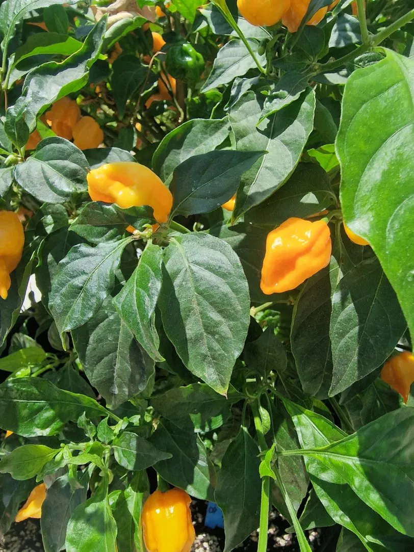 B.O.C x Aji Pineapple Chilli Seeds - Image 2