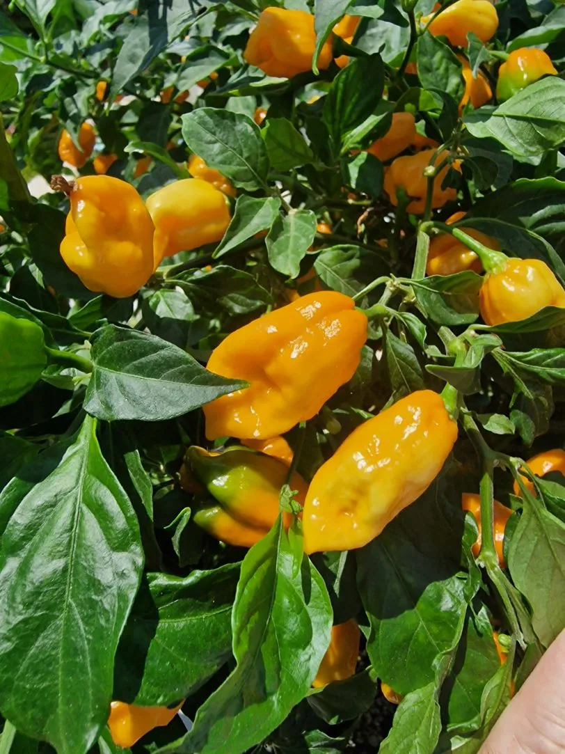 B.O.C x Aji Pineapple Chilli Seeds - Image 3