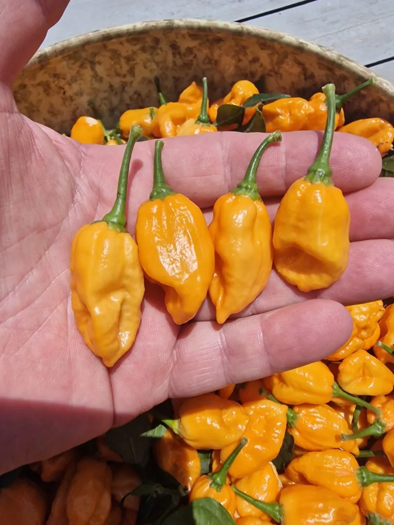 B.O.C x Aji Pineapple Chilli Seeds - Image 5
