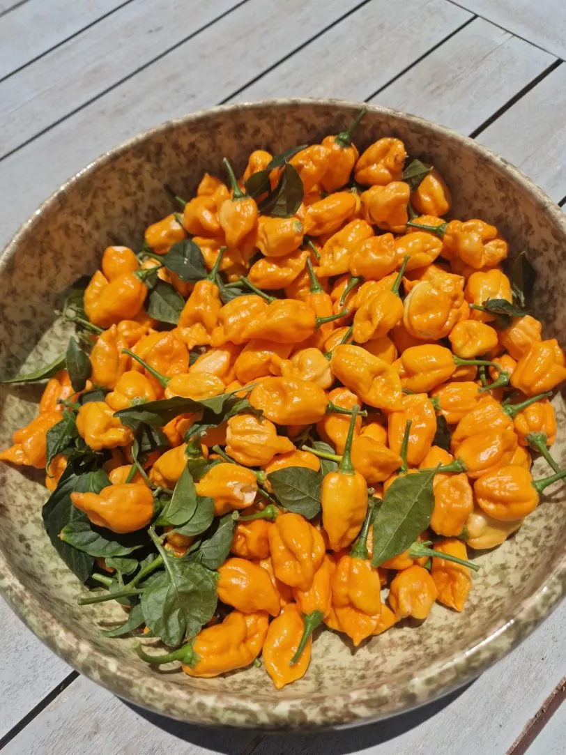 B.O.C x Aji Pineapple Chilli Seeds - Image 6