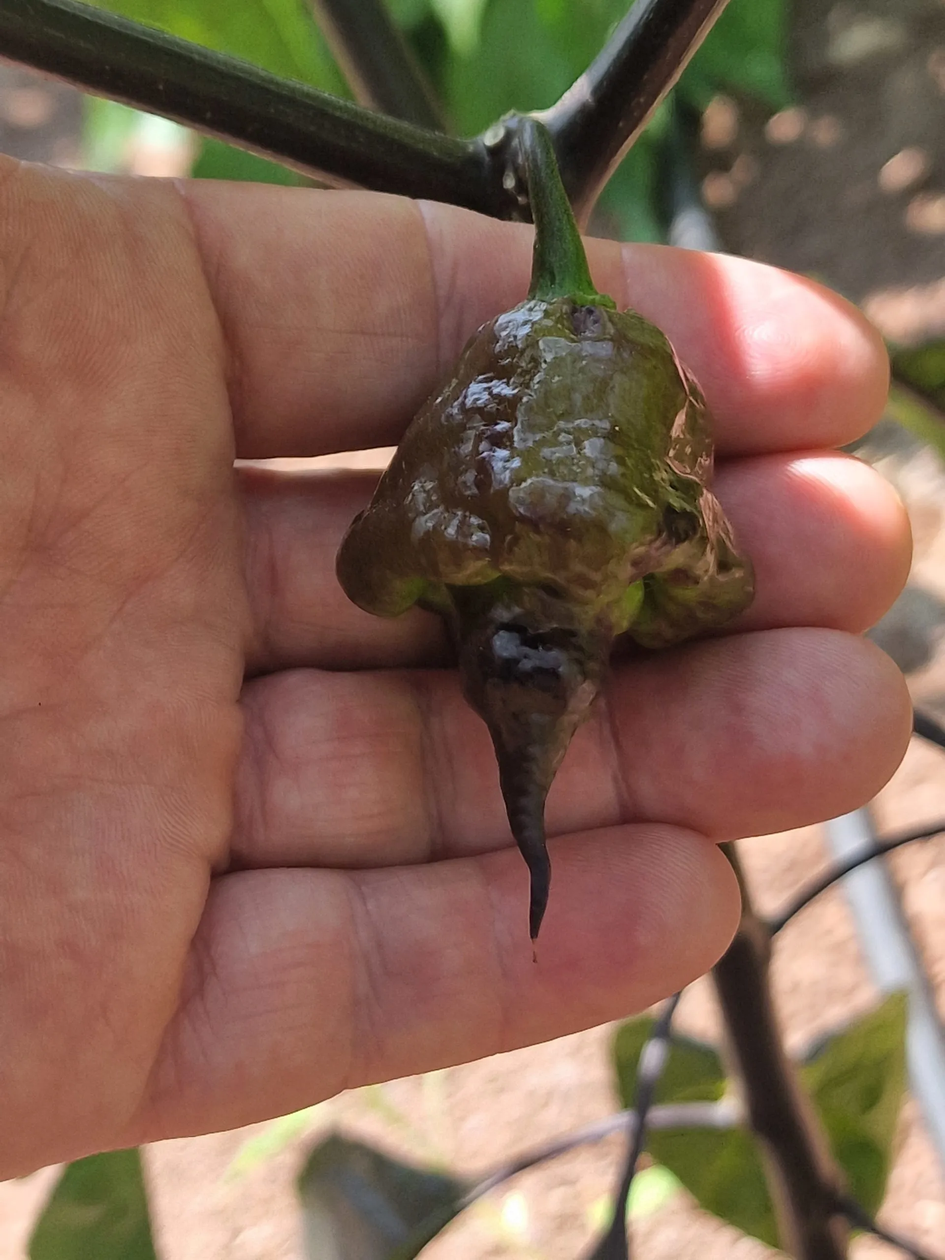 Jays x Pink x Reaper Lemon Chilli Seeds - Image 18