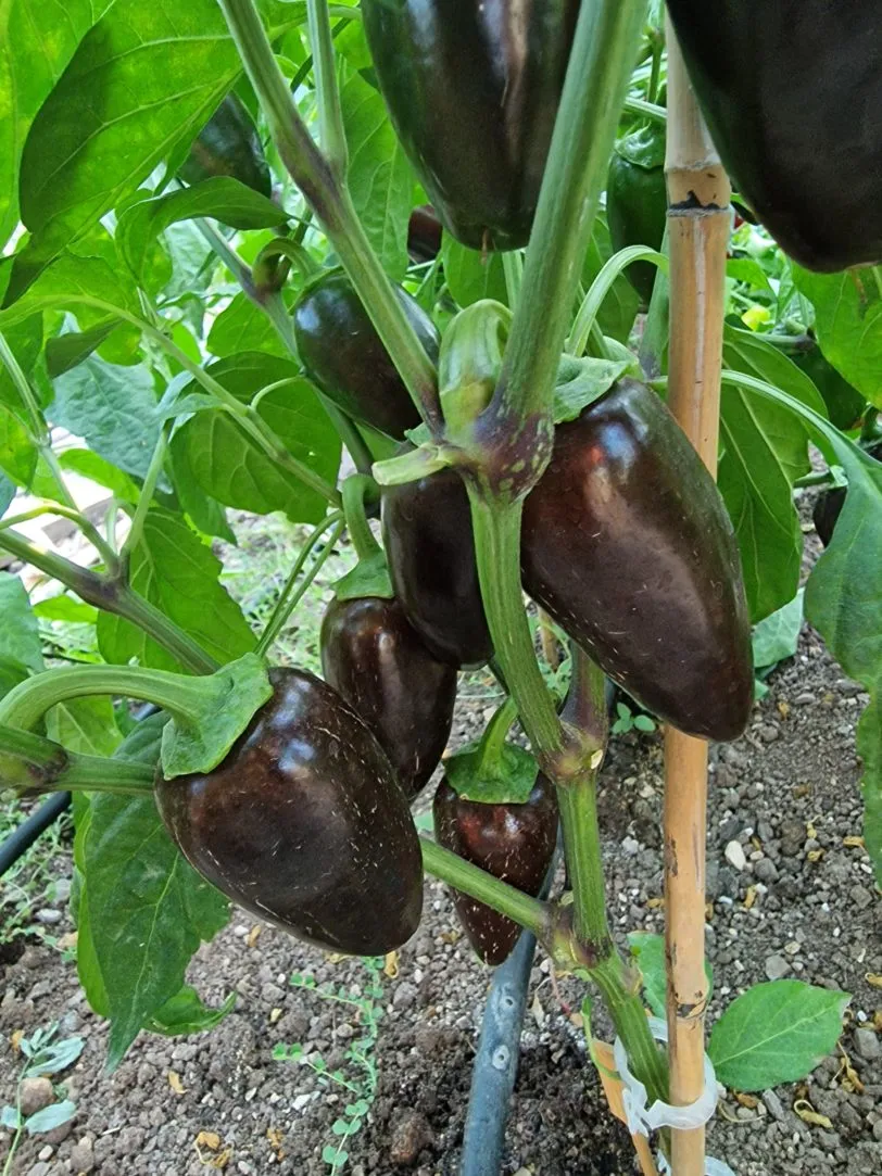 Jalapeno Azabache Chilli Seeds - Image 2