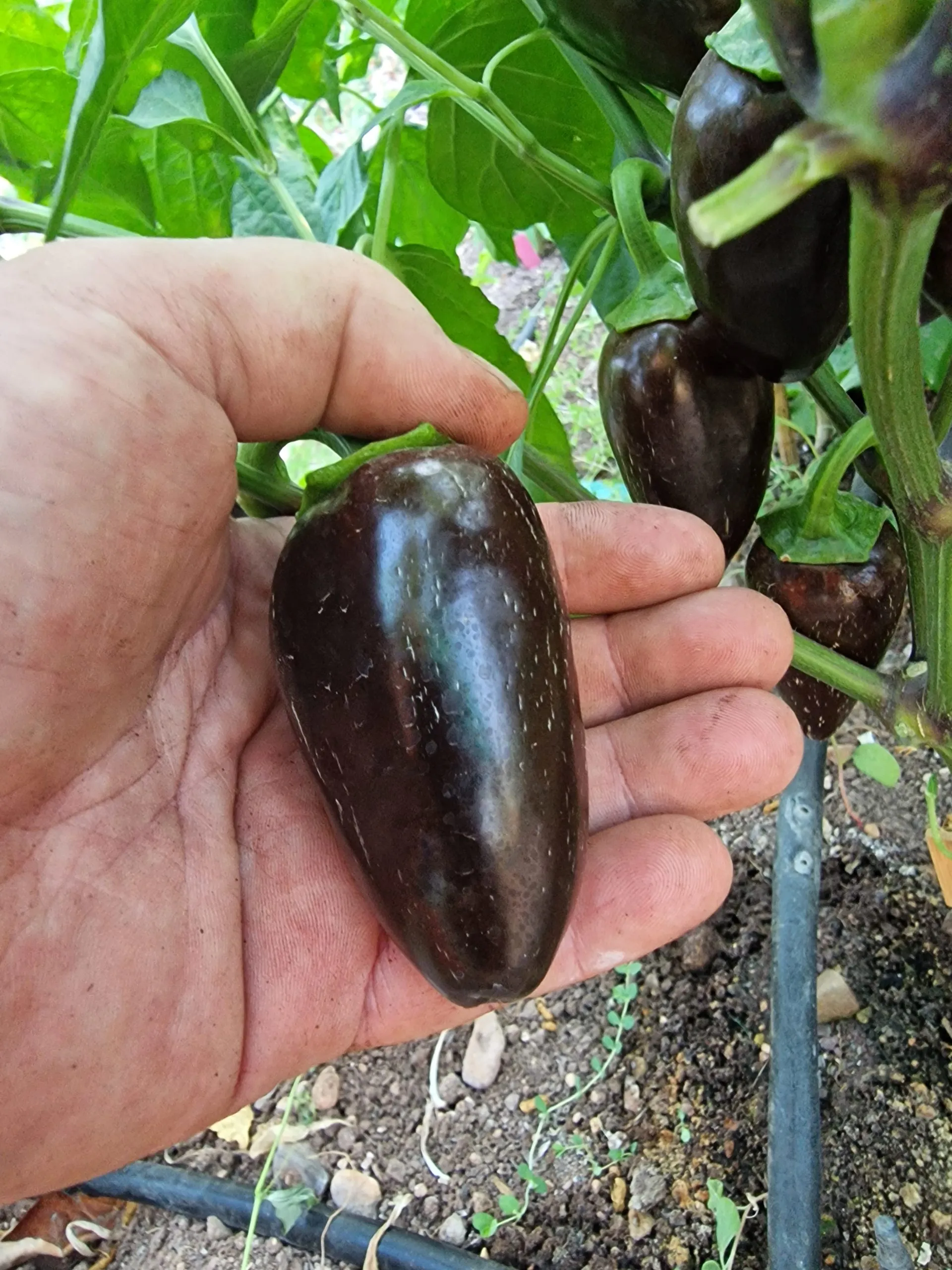 Jalapeno Azabache Chilli Seeds - Image 3