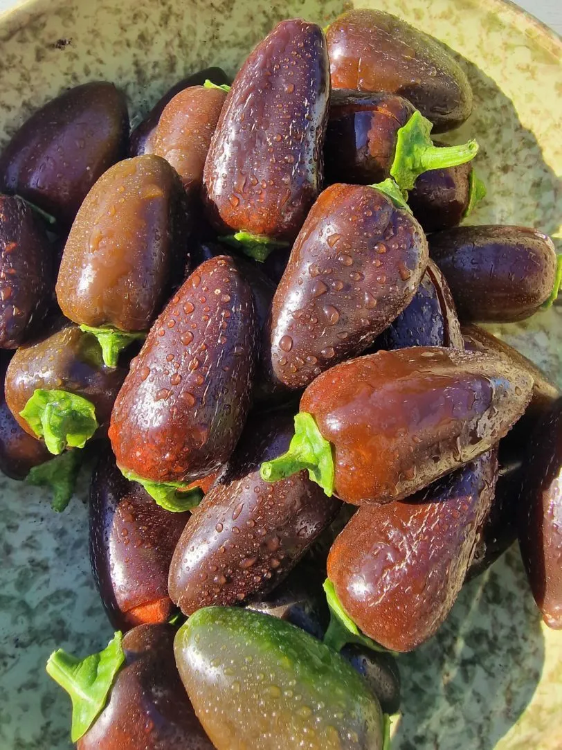 Jalapeno Azabache Chilli Seeds - Image 4