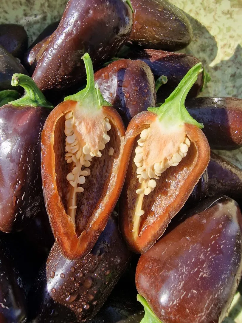Jalapeno Azabache Chilli Seeds - Image 6