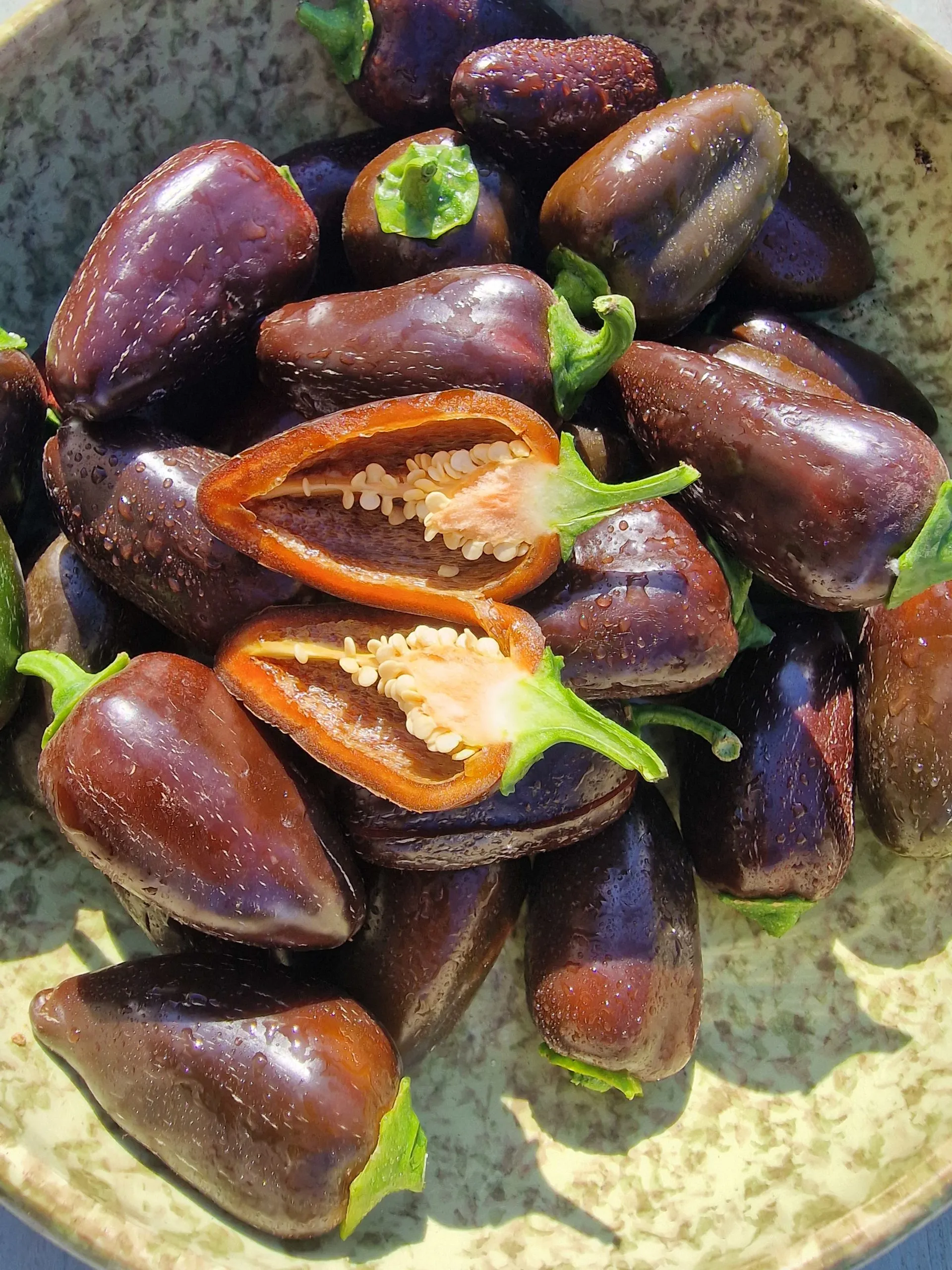 Jalapeno Azabache Chilli Seeds - Image 7