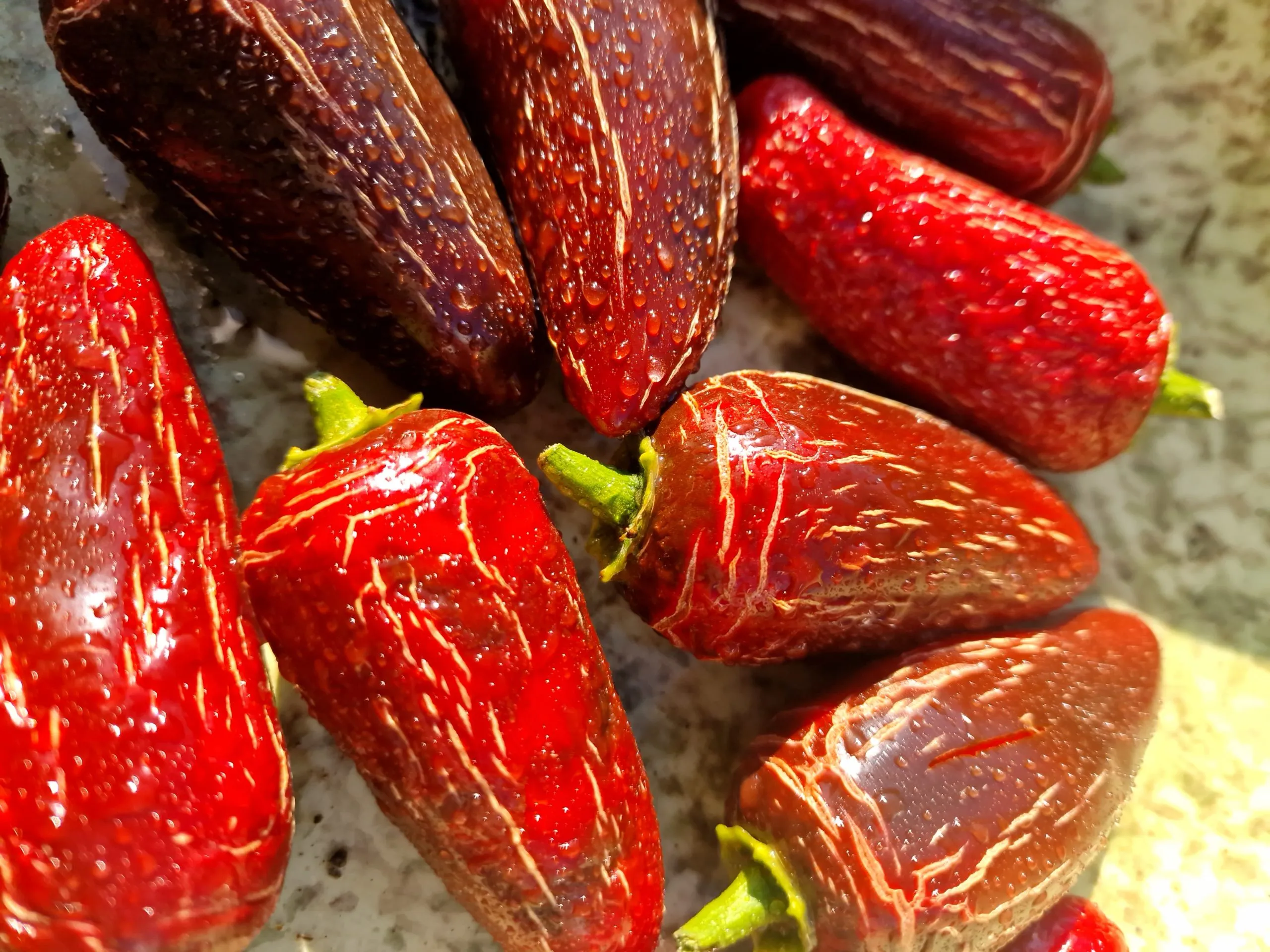 Tam Jalapeno Chilli Seeds - Image 2