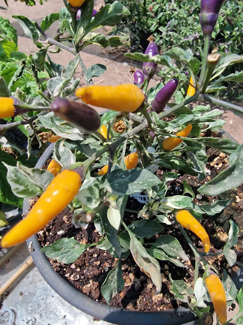Indonesian Vareigated X Sweet Sunshine Chilli Seeds - Image 2