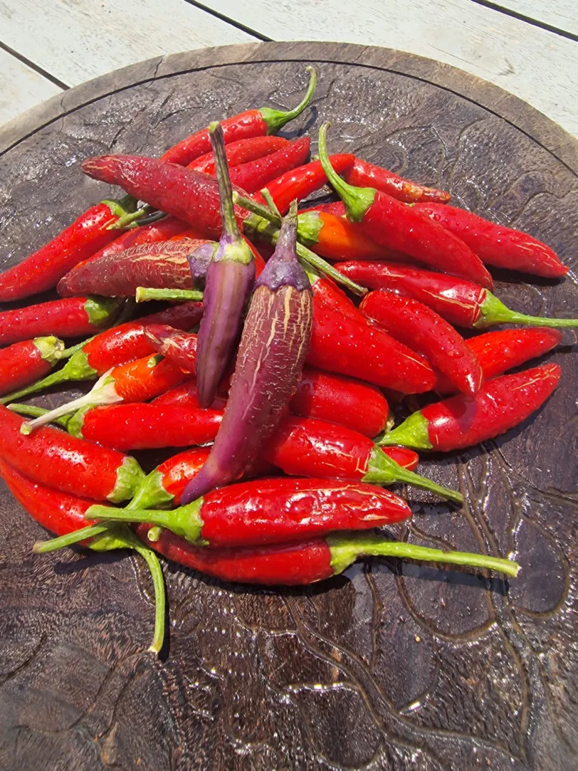 Dream Catcher x Farmers Market Jalapeno Chilli Seeds - Image 2