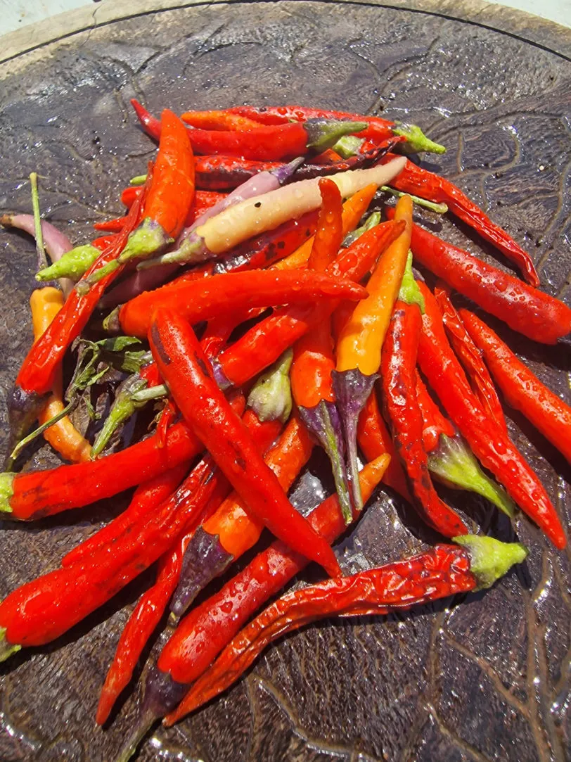 Dream Catcher x Thunder Mountain Longhorn (TMLH) Chilli Seeds - Image 2