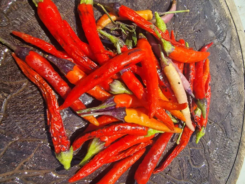 Dream Catcher x Thunder Mountain Longhorn (TMLH) Chilli Seeds - Image 4