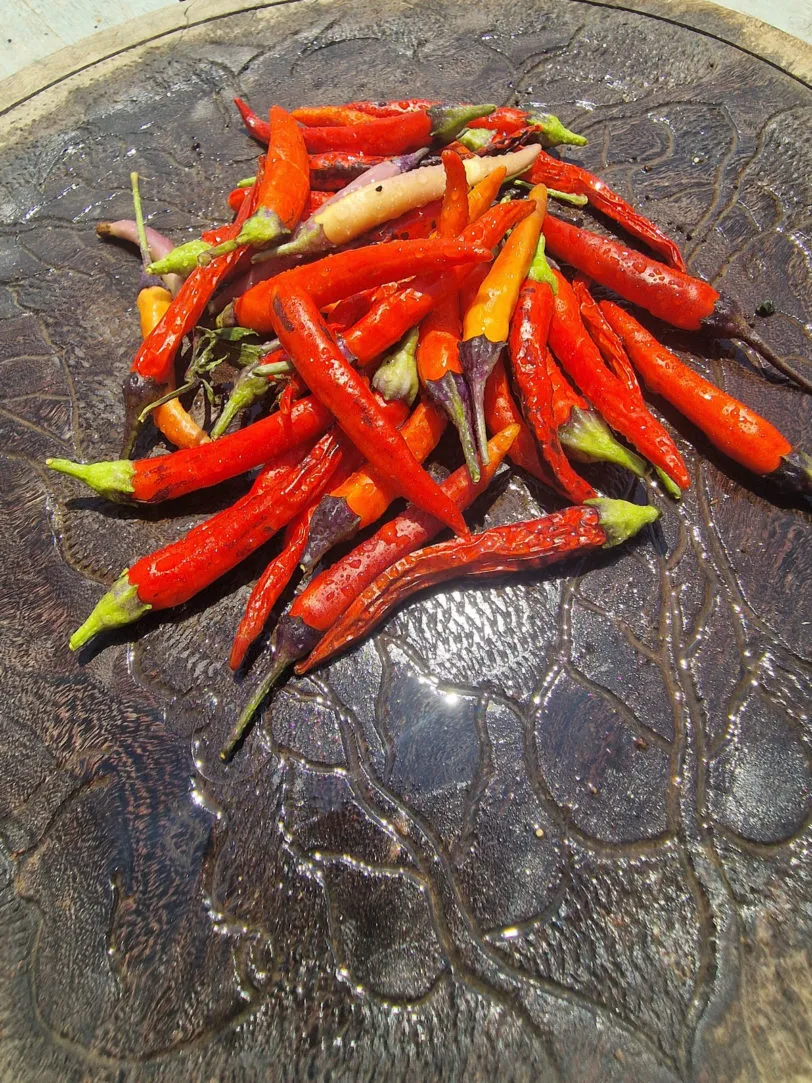 Dream Catcher x Thunder Mountain Longhorn (TMLH) Chilli Seeds - Image 5
