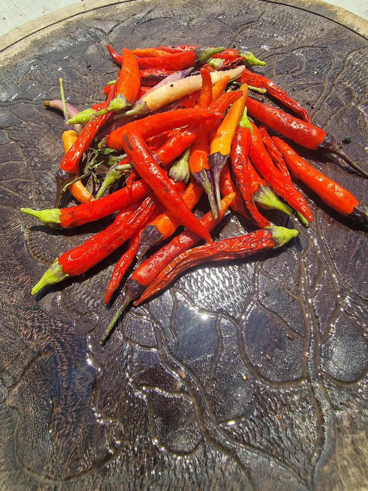 Dream Catcher x Thunder Mountain Longhorn (TMLH) Chilli Seeds - Image 5
