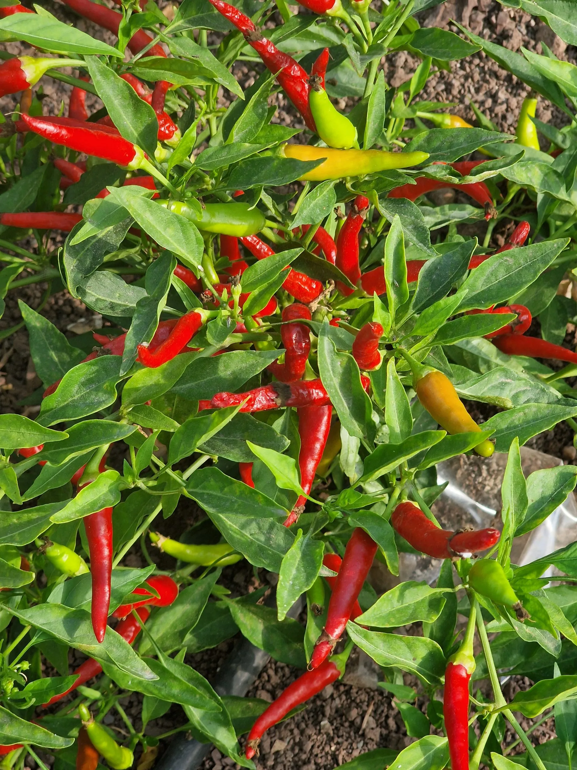 Chile de Arbol Chilli Seeds - Image 2