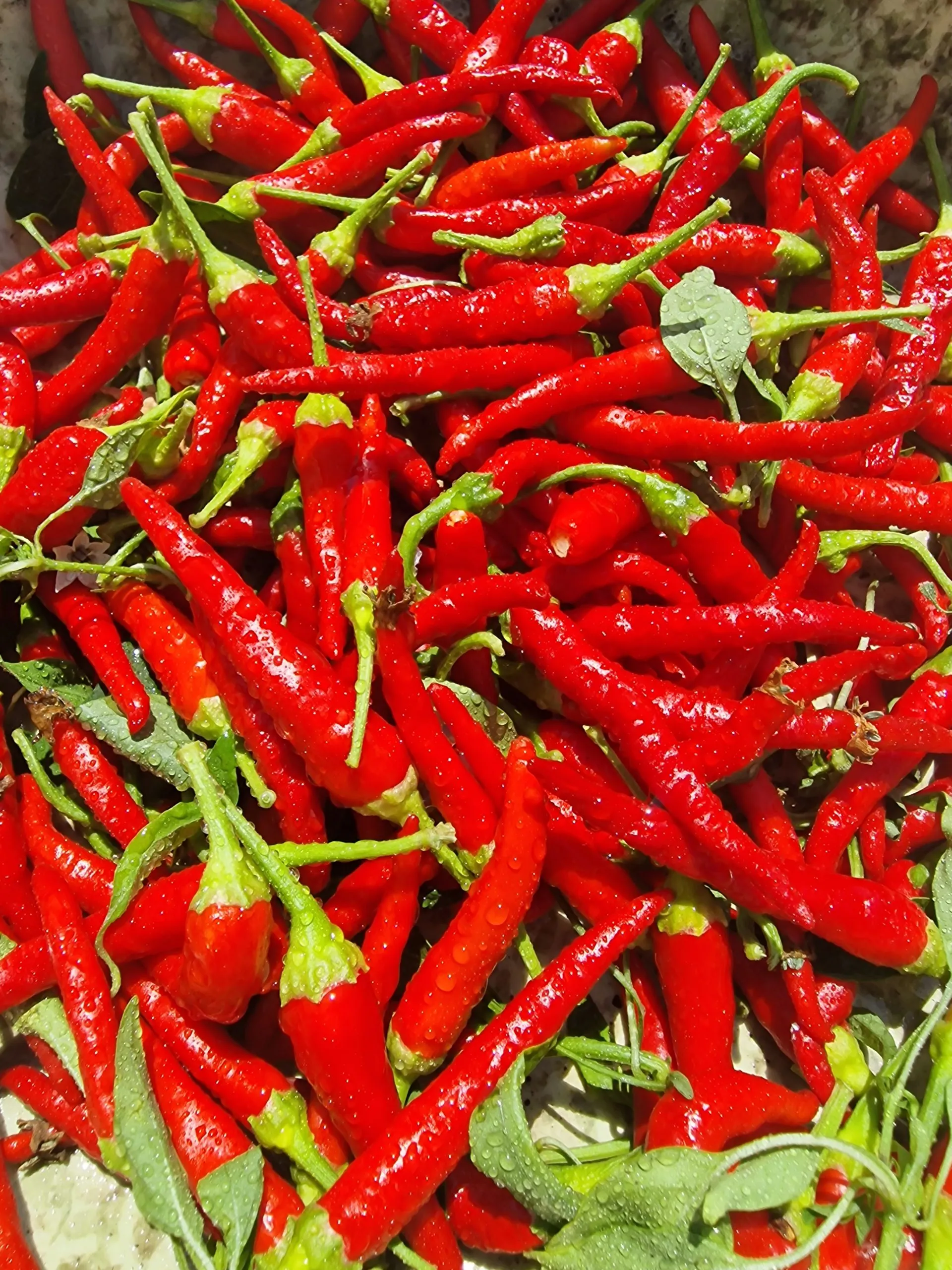 Chile de Arbol Chilli Seeds - Image 3