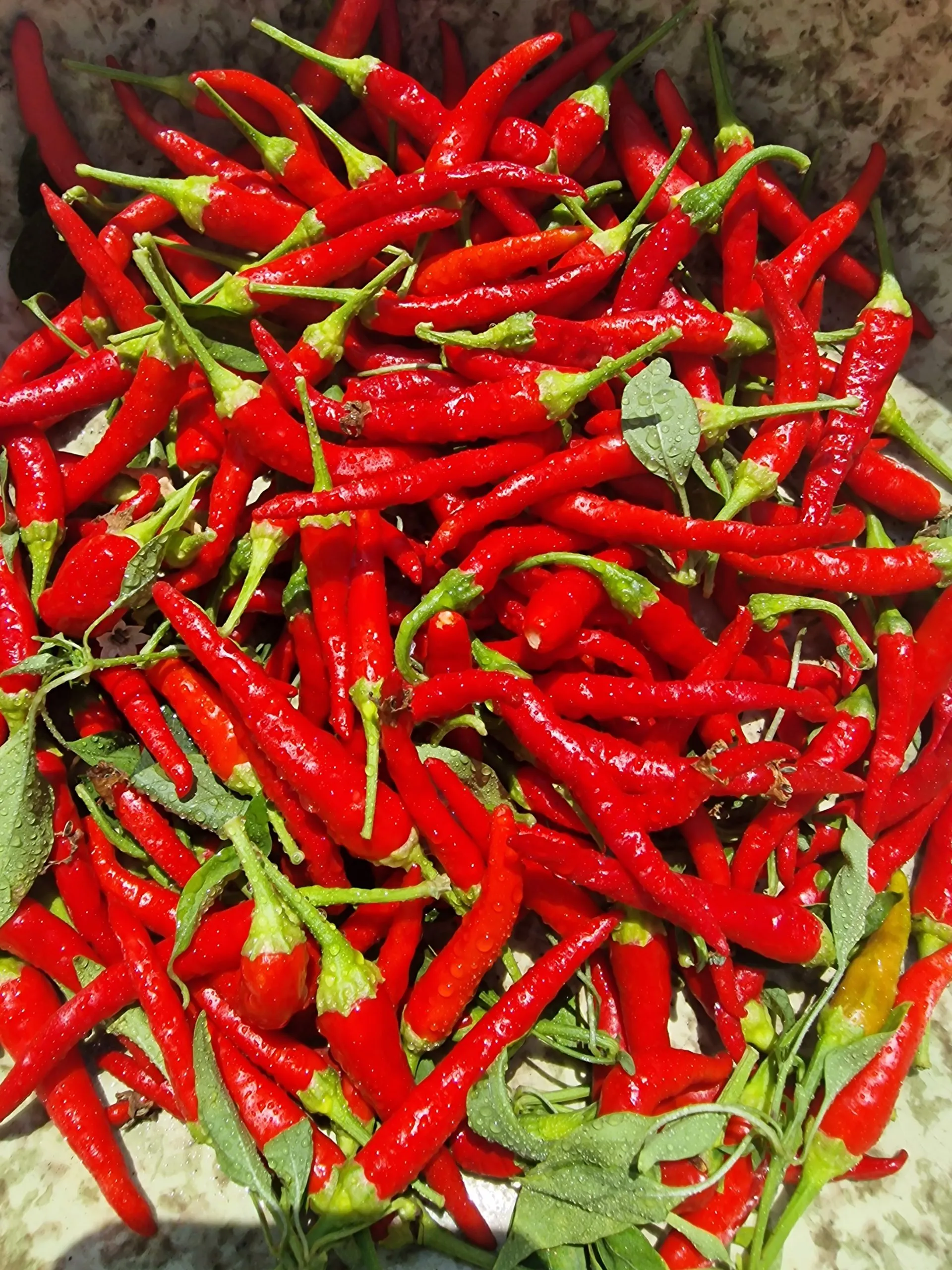 Chile de Arbol Chilli Seeds - Image 5