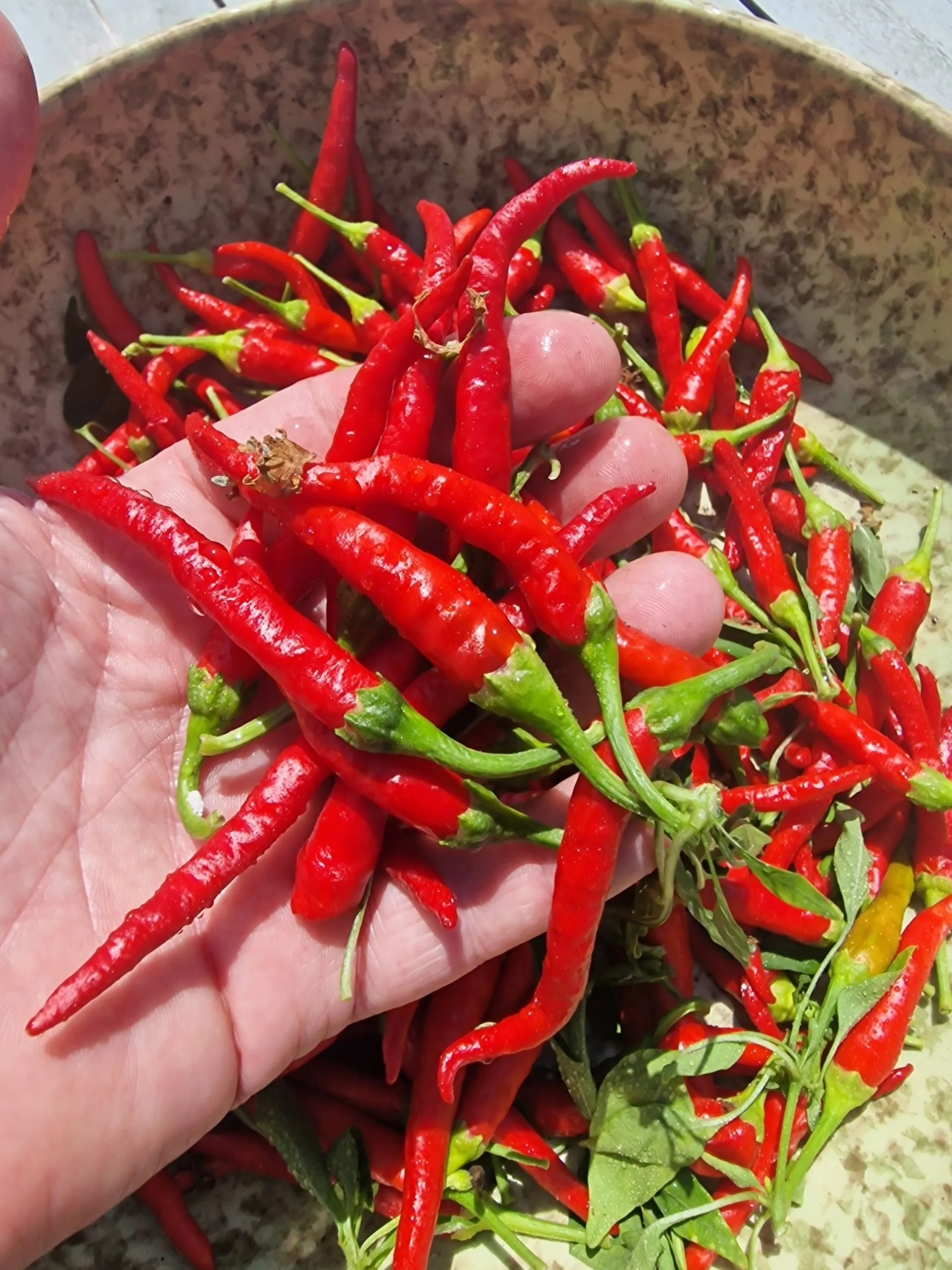 Chile de Arbol Chilli Seeds - Image 4