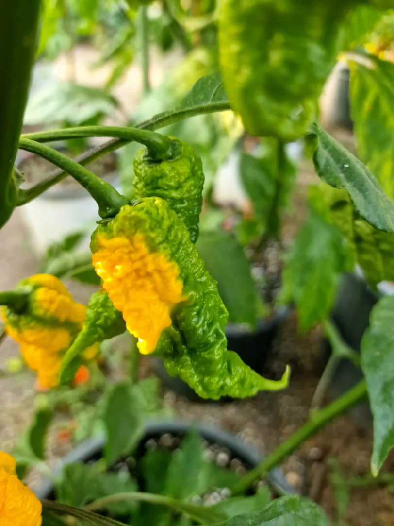 Mantis Claw Yellow Chilli Seeds - Image 2