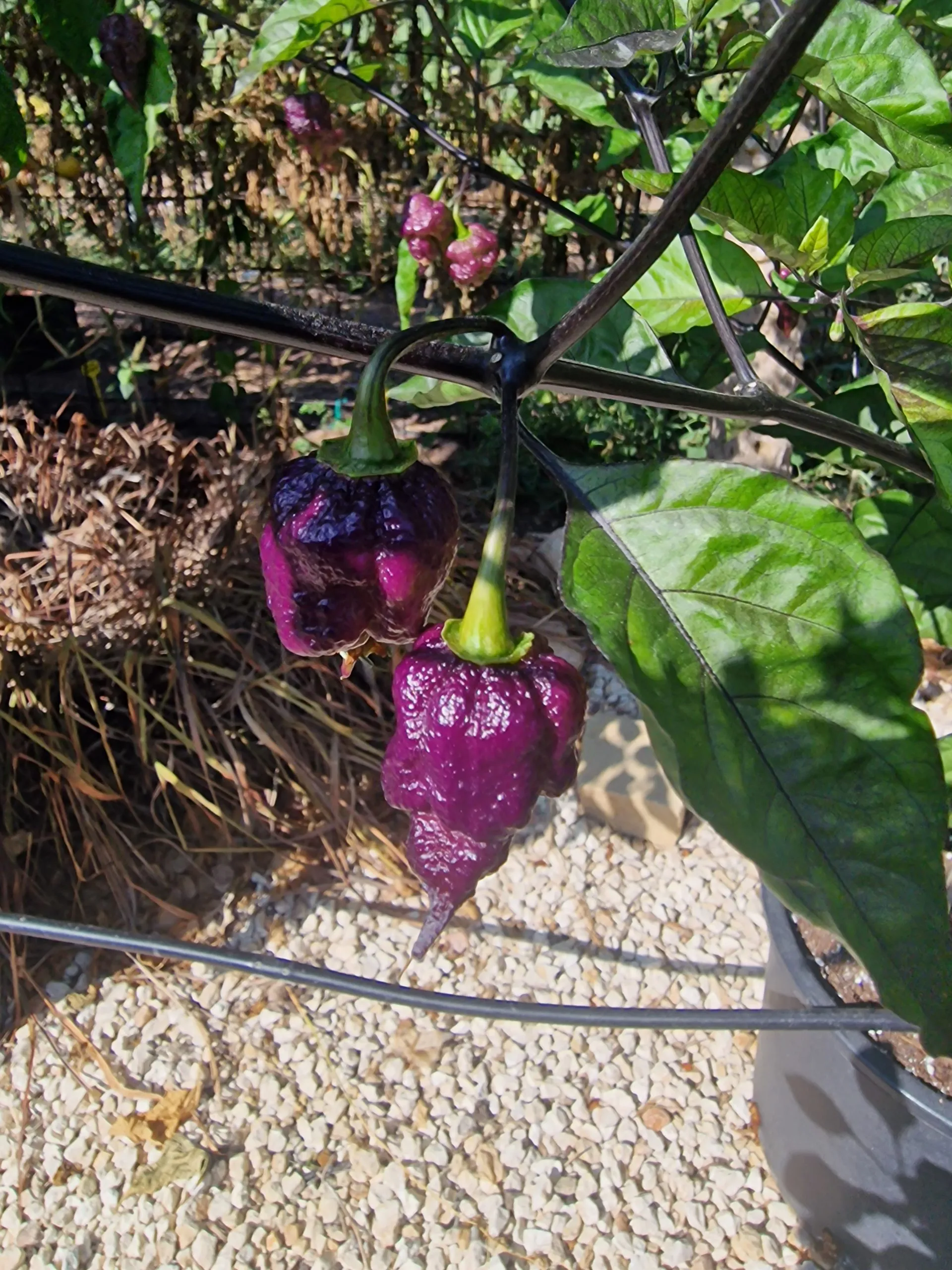 Jays x Pink x Reaper Lemon Chilli Seeds - Image 8