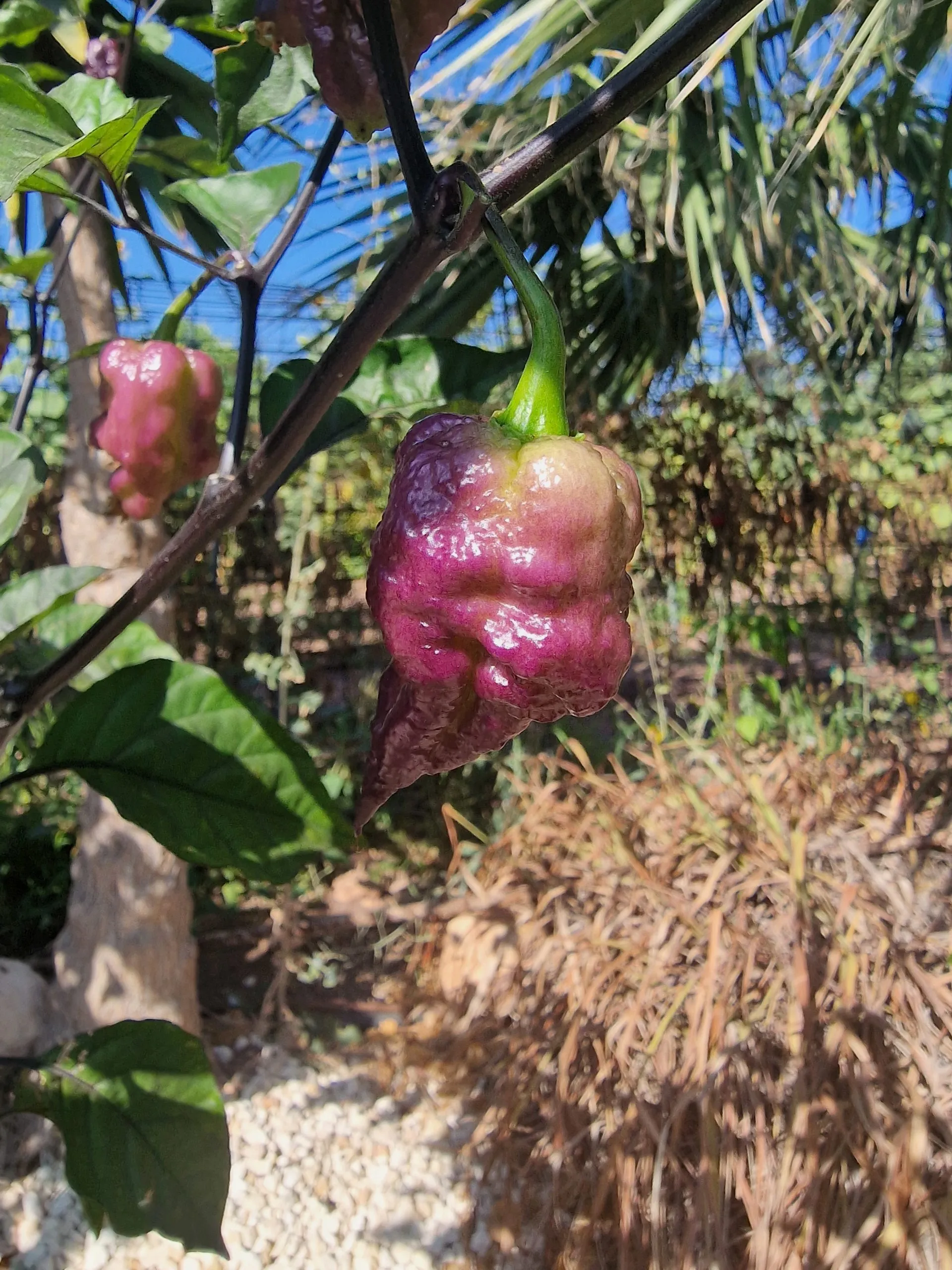 Jays x Pink x Reaper Lemon Chilli Seeds - Image 4