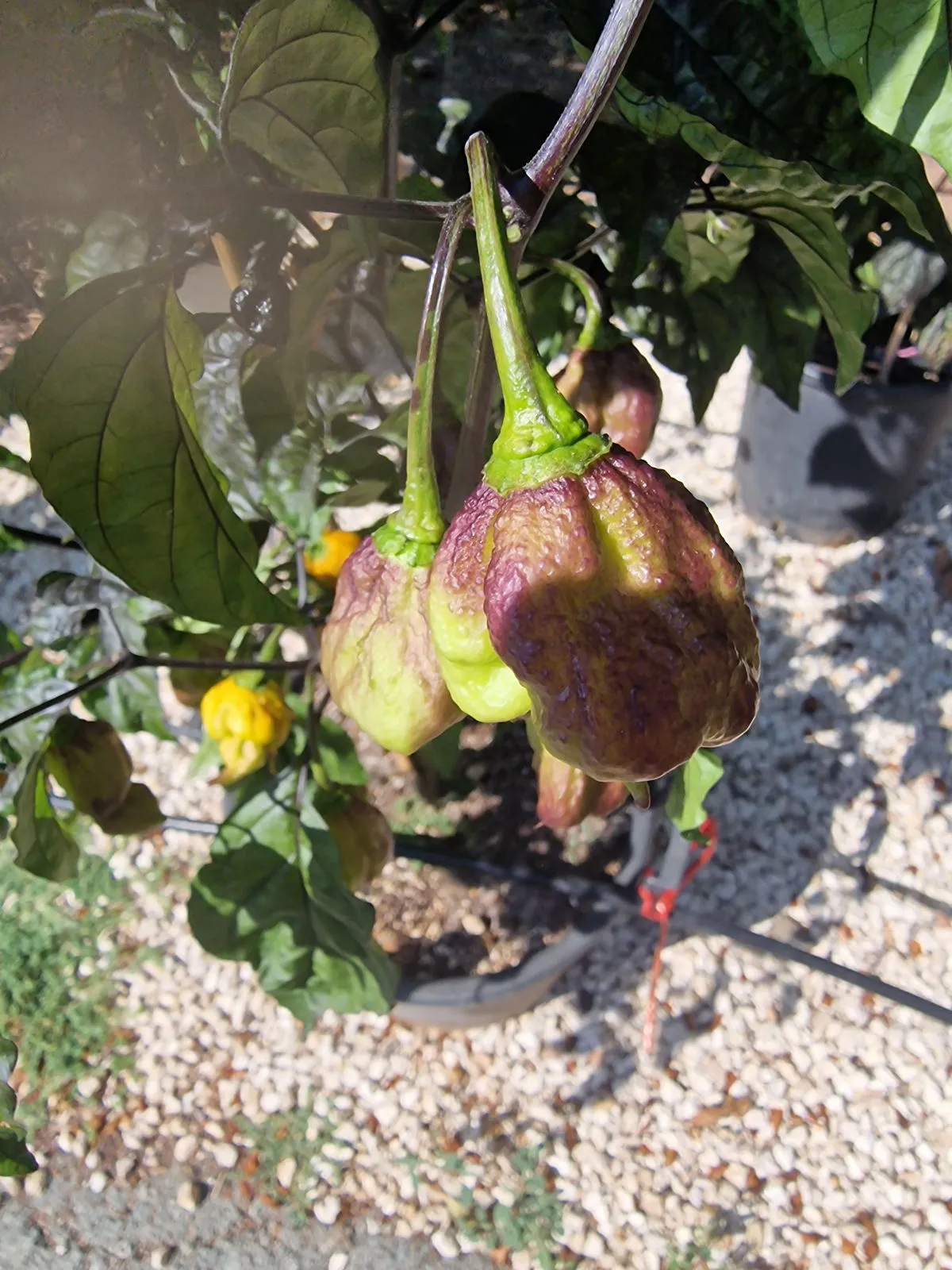 Duelling Horizon Chilli Seeds - Image 5