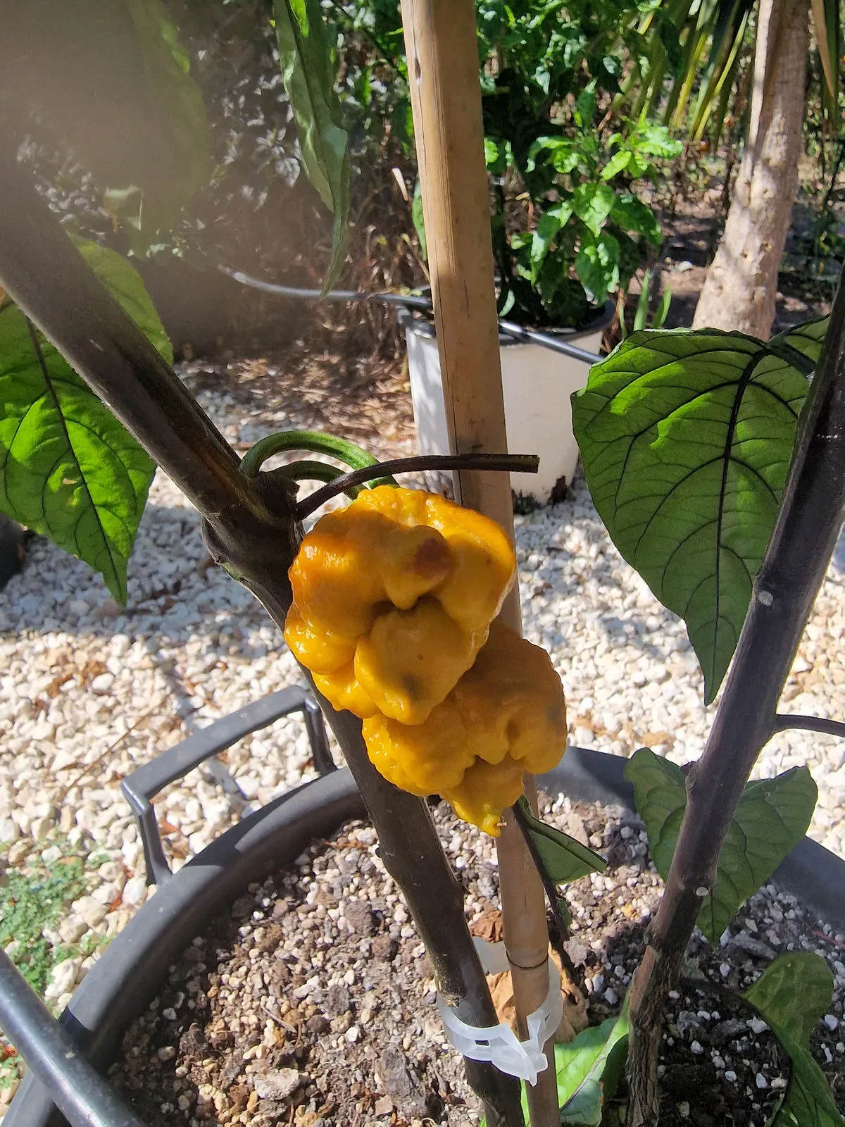 Duelling Horizon Chilli Seeds - Image 4