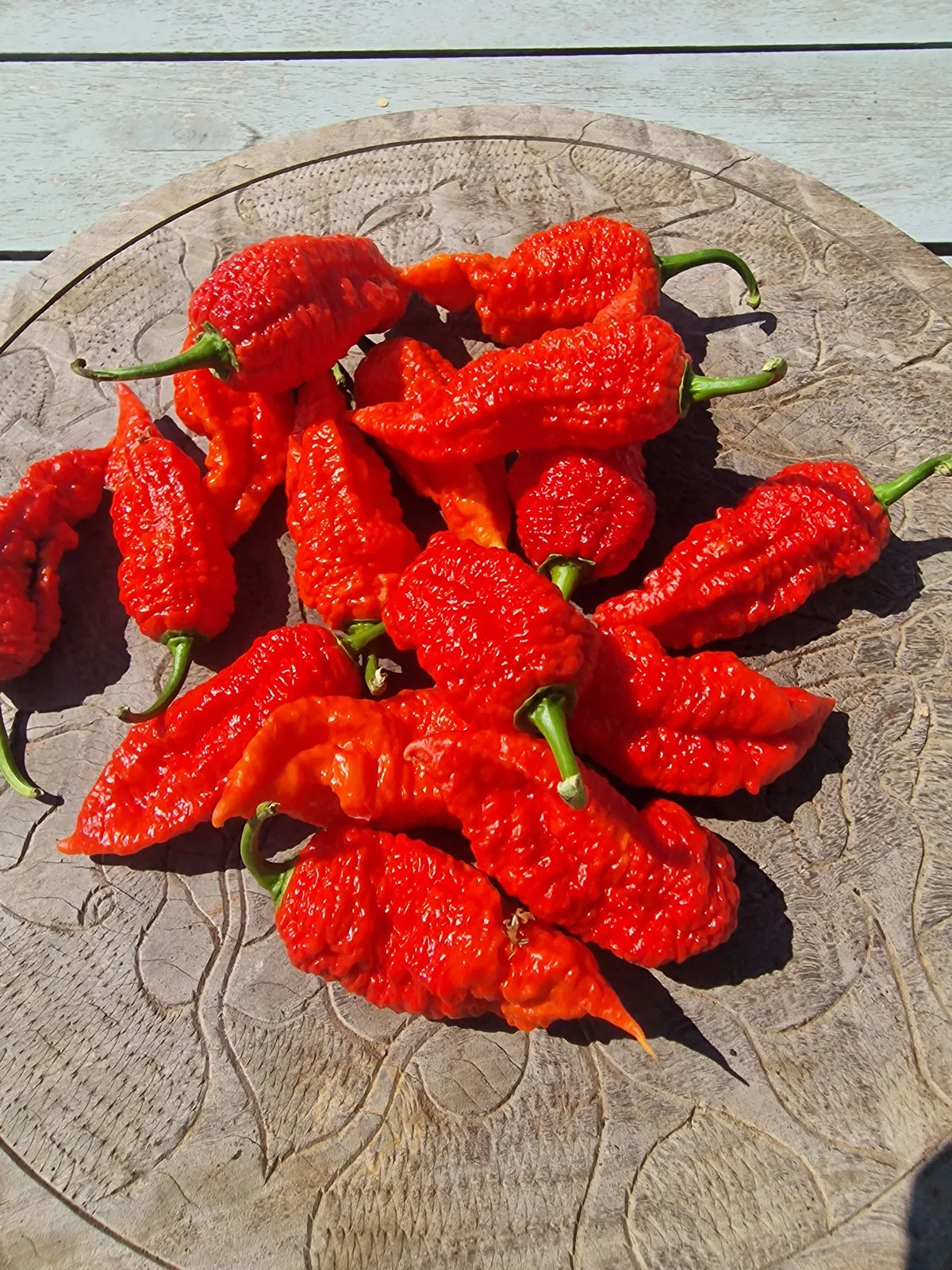 Devils Naga Brain Chilli Seeds - Image 3