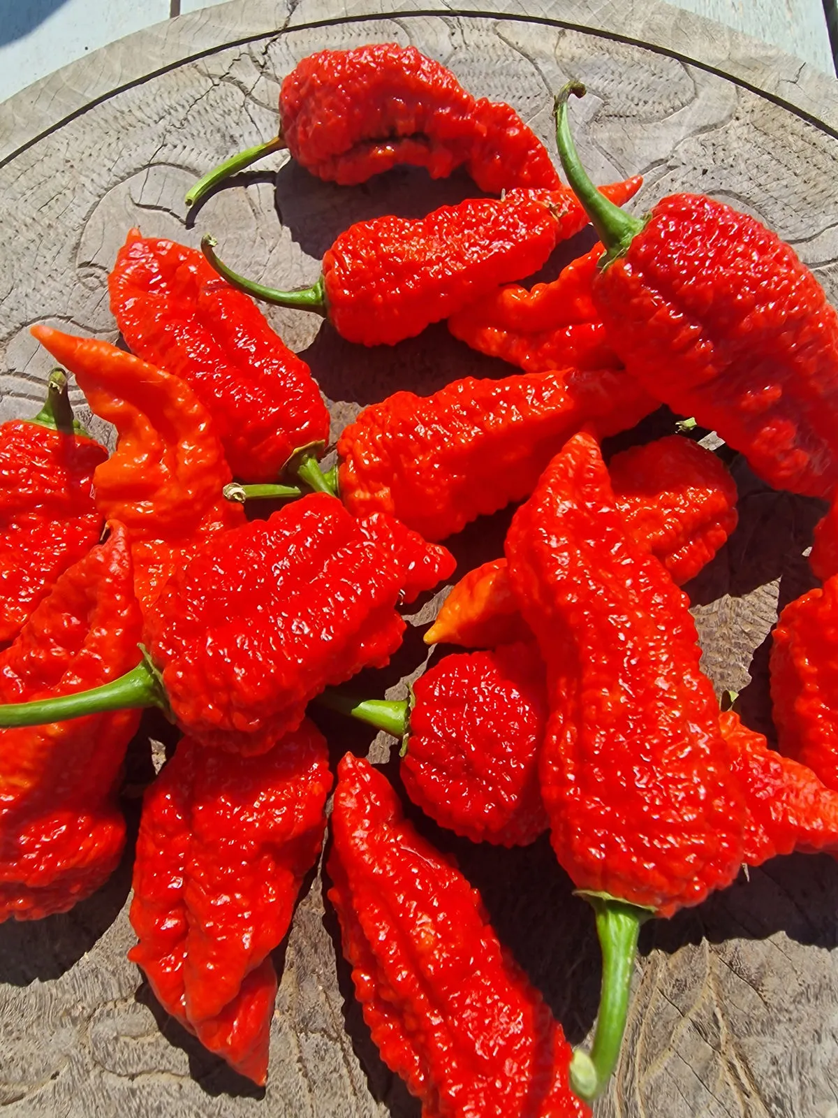 Devils Naga Brain Chilli Seeds - Image 4