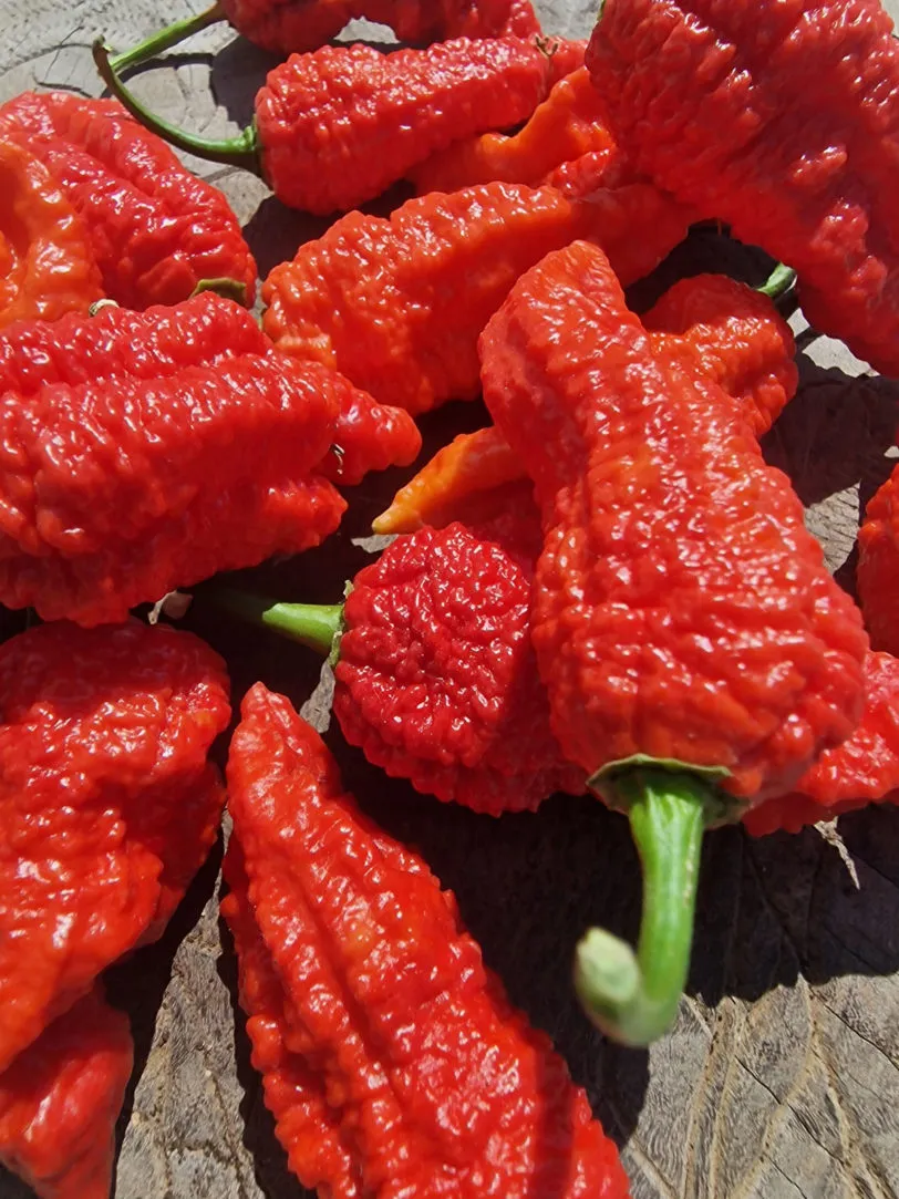 Devils Naga Brain Chilli Seeds - Image 5