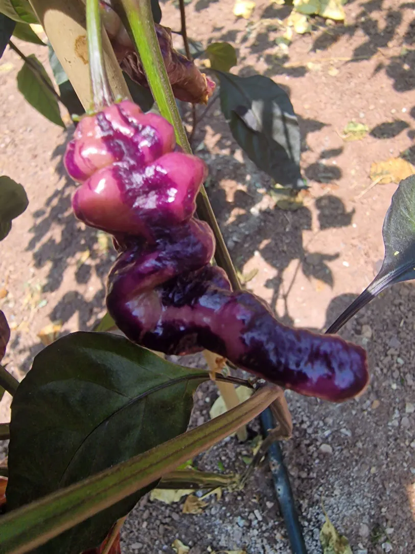 Purple Pinger Red Chilli Seeds - Image 5