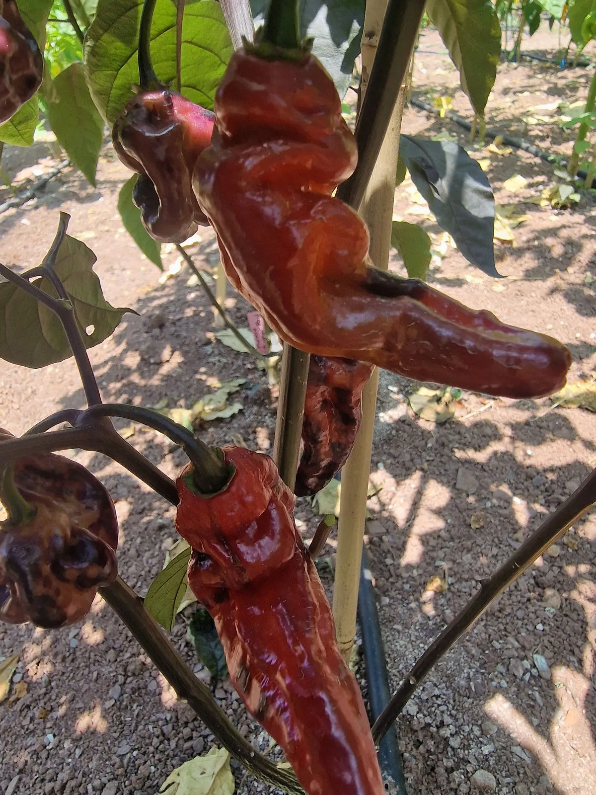 Purple Pinger Red Chilli Seeds - Image 8