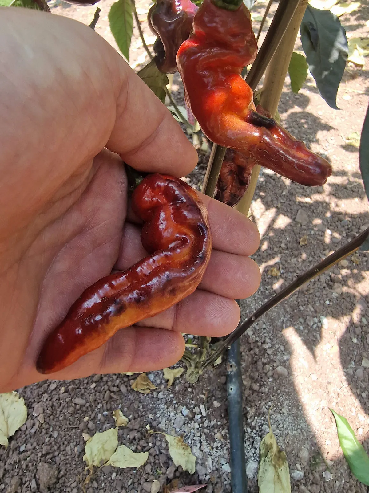 Purple Pinger Red Chilli Seeds - Image 9