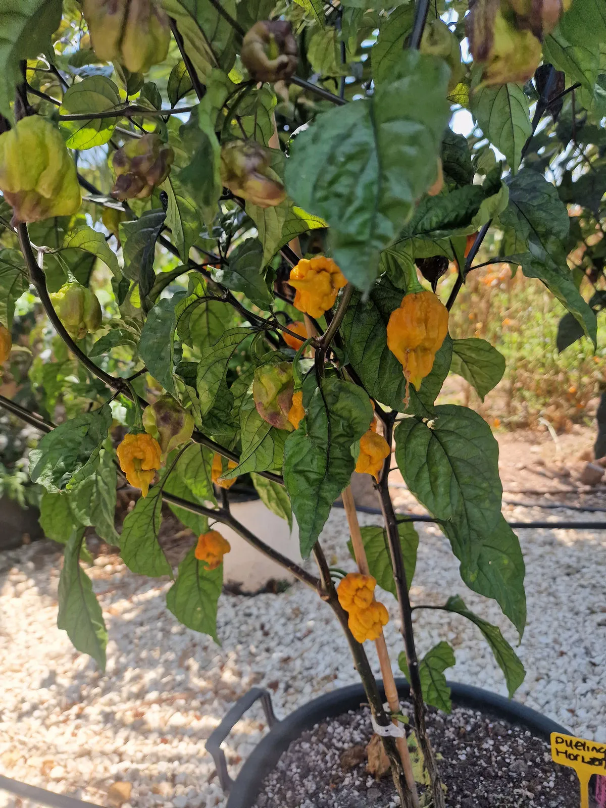 Duelling Horizon Chilli Seeds - Image 3