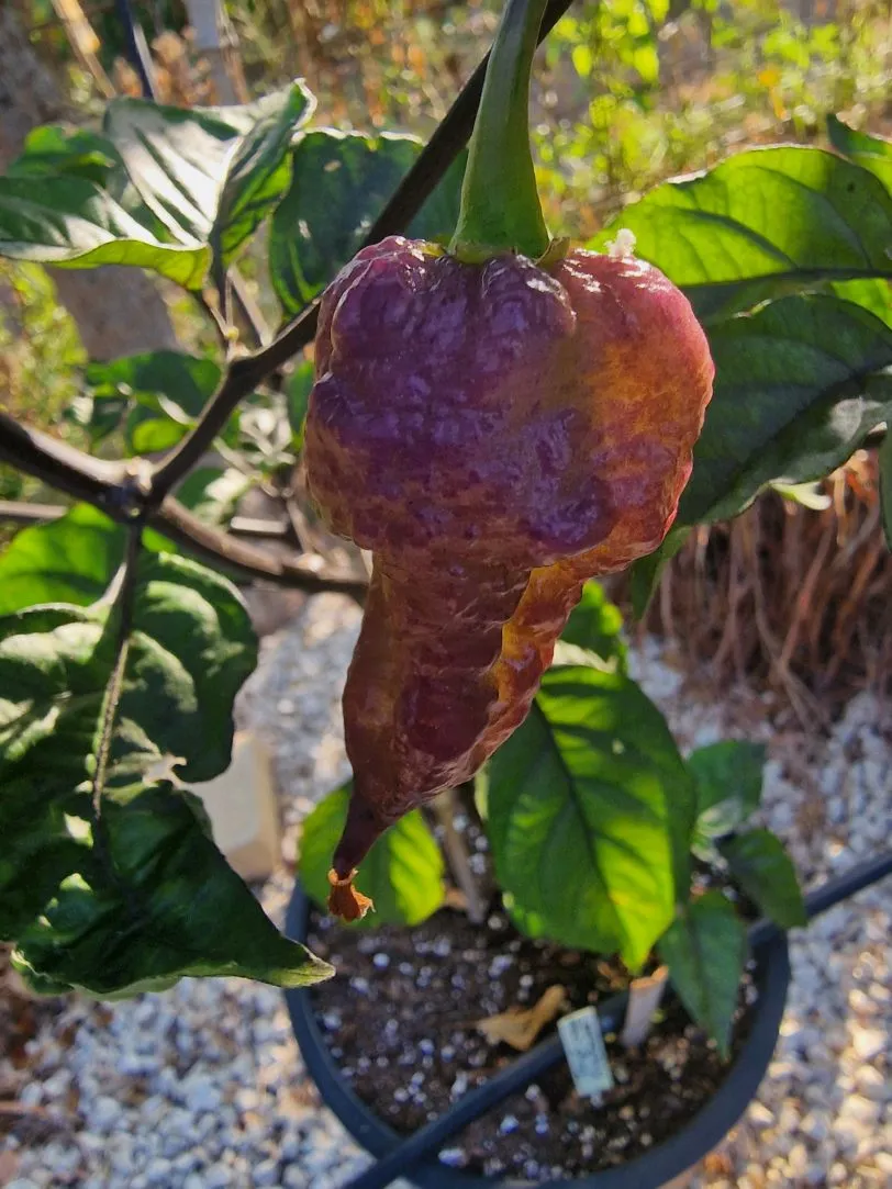 Jays x Pink x Reaper Lemon Chilli Seeds - Image 13