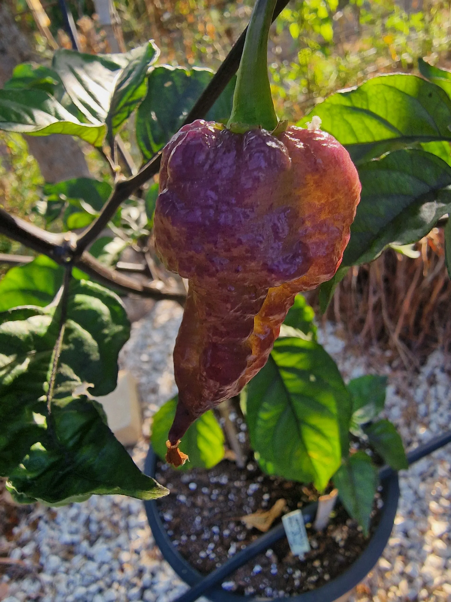 Jays x Pink x Reaper Lemon Chilli Seeds - Image 13