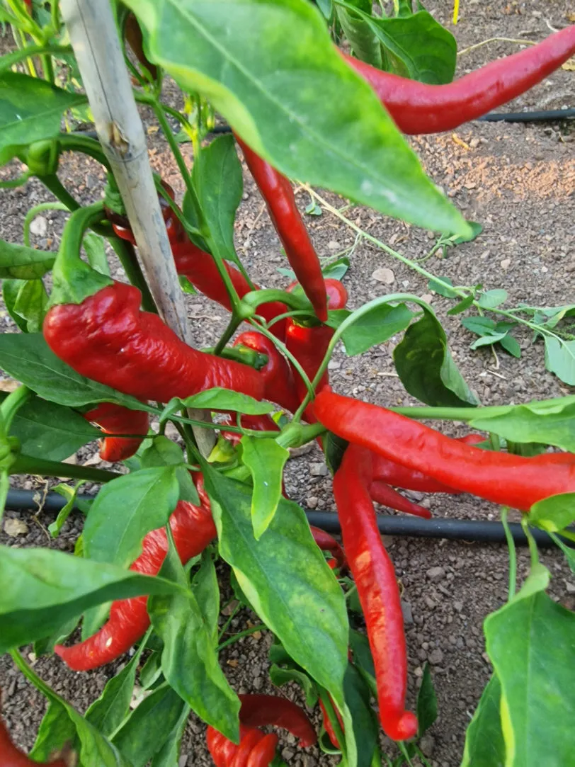 Mantis Claw Red Chilli Seeds - Image 3