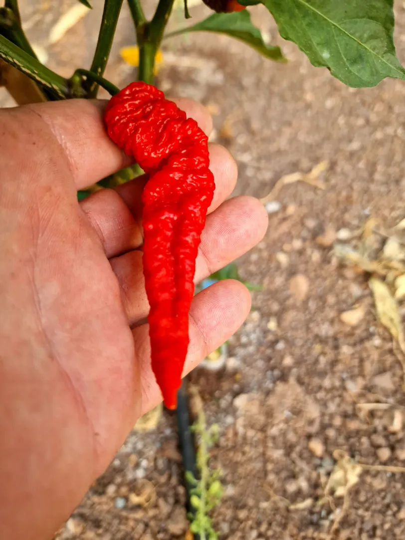 Mantis Claw Red Chilli Seeds - Image 5