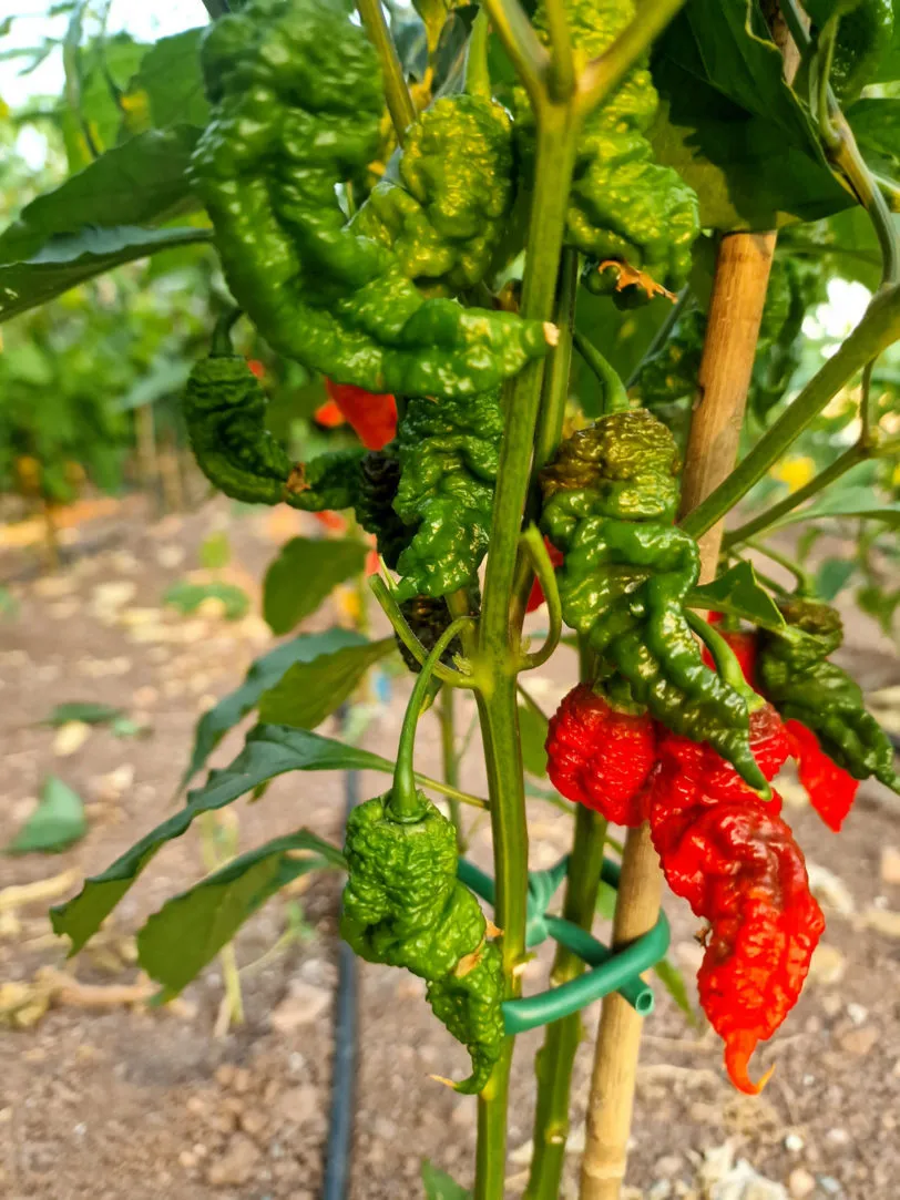 Mantis Claw Red Chilli Seeds - Image 10