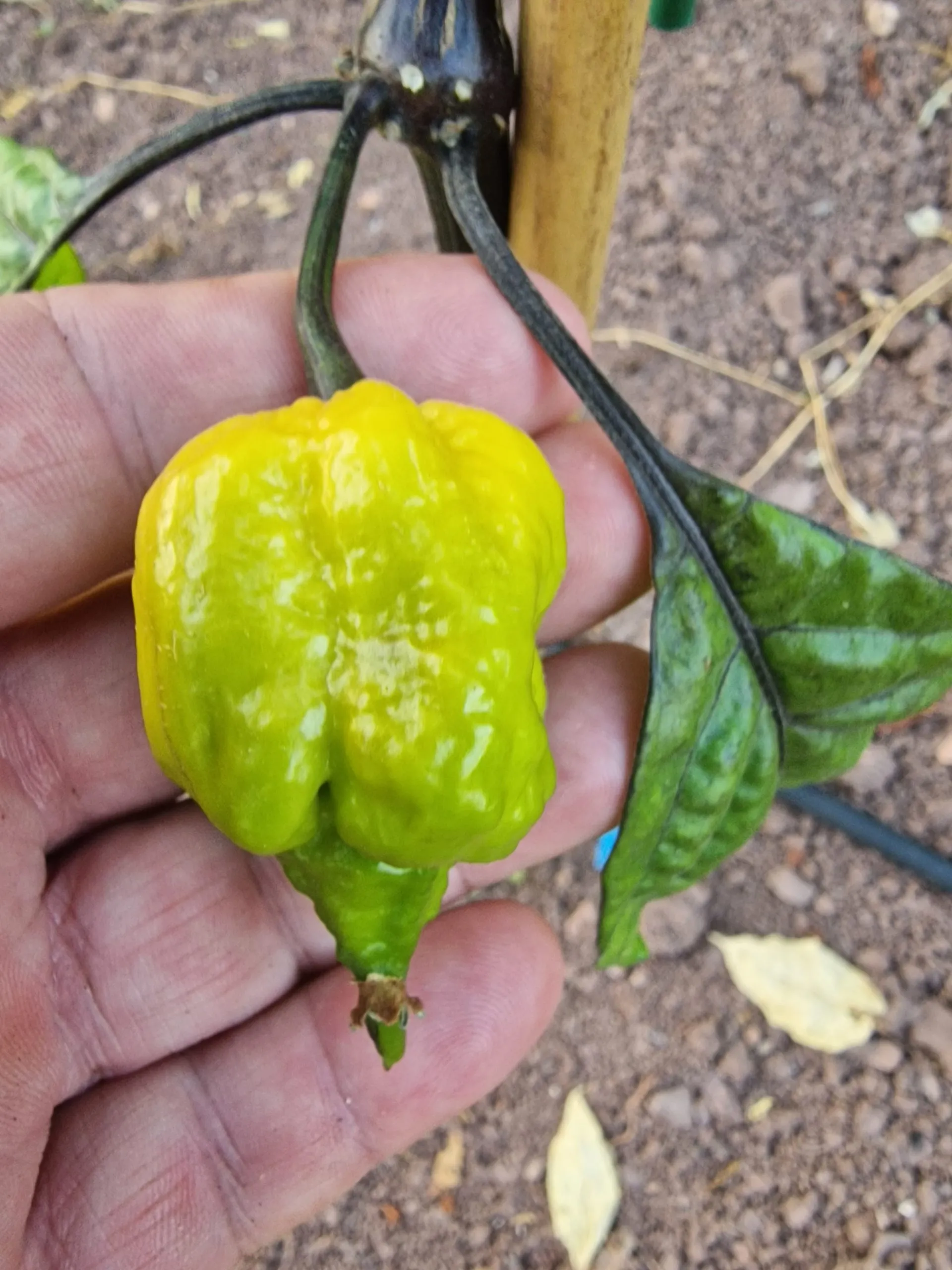 Jays x Pink x Reaper Lemon Chilli Seeds - Image 14