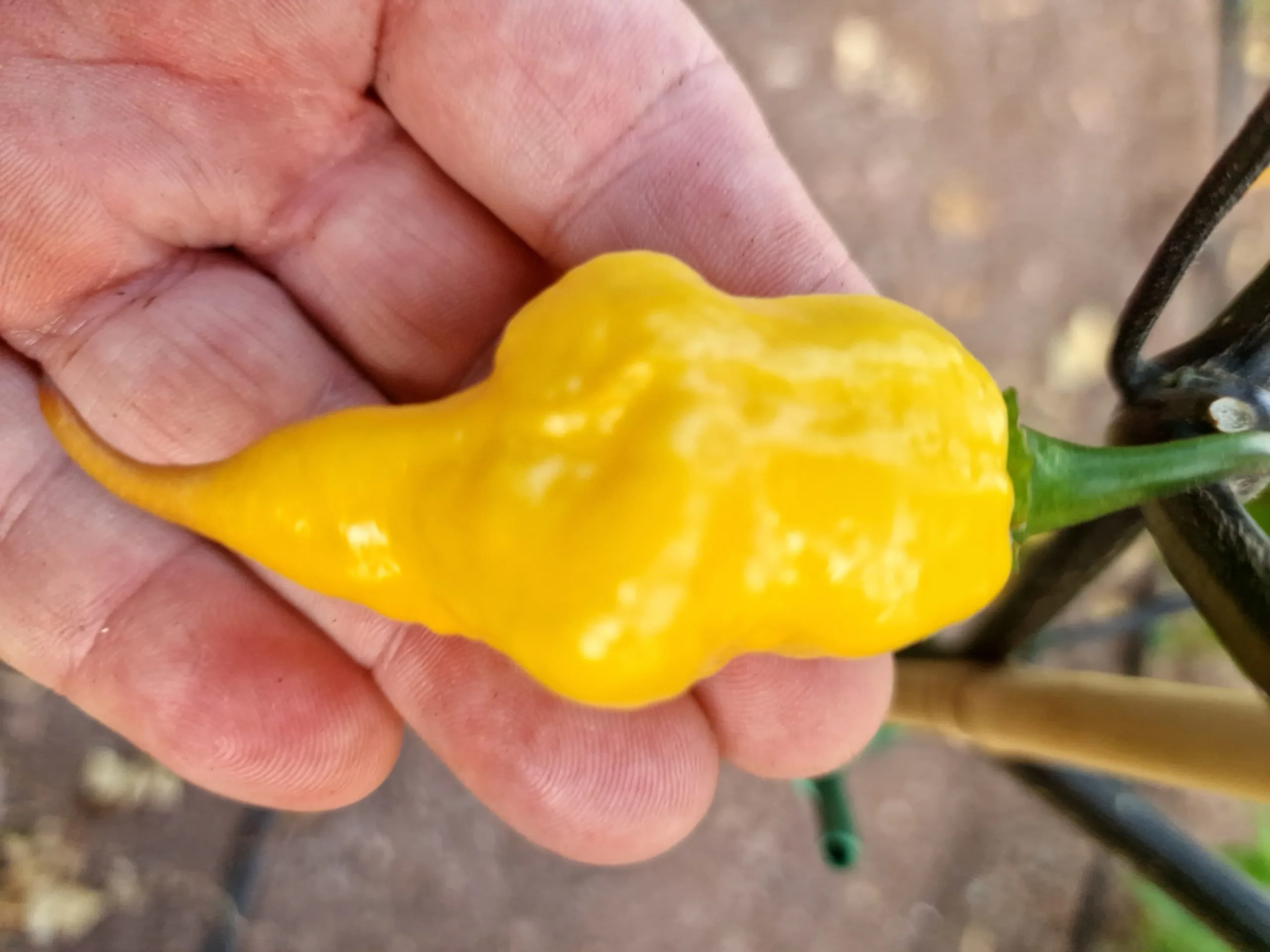 Jays x Pink x Reaper Lemon Chilli Seeds - Image 15