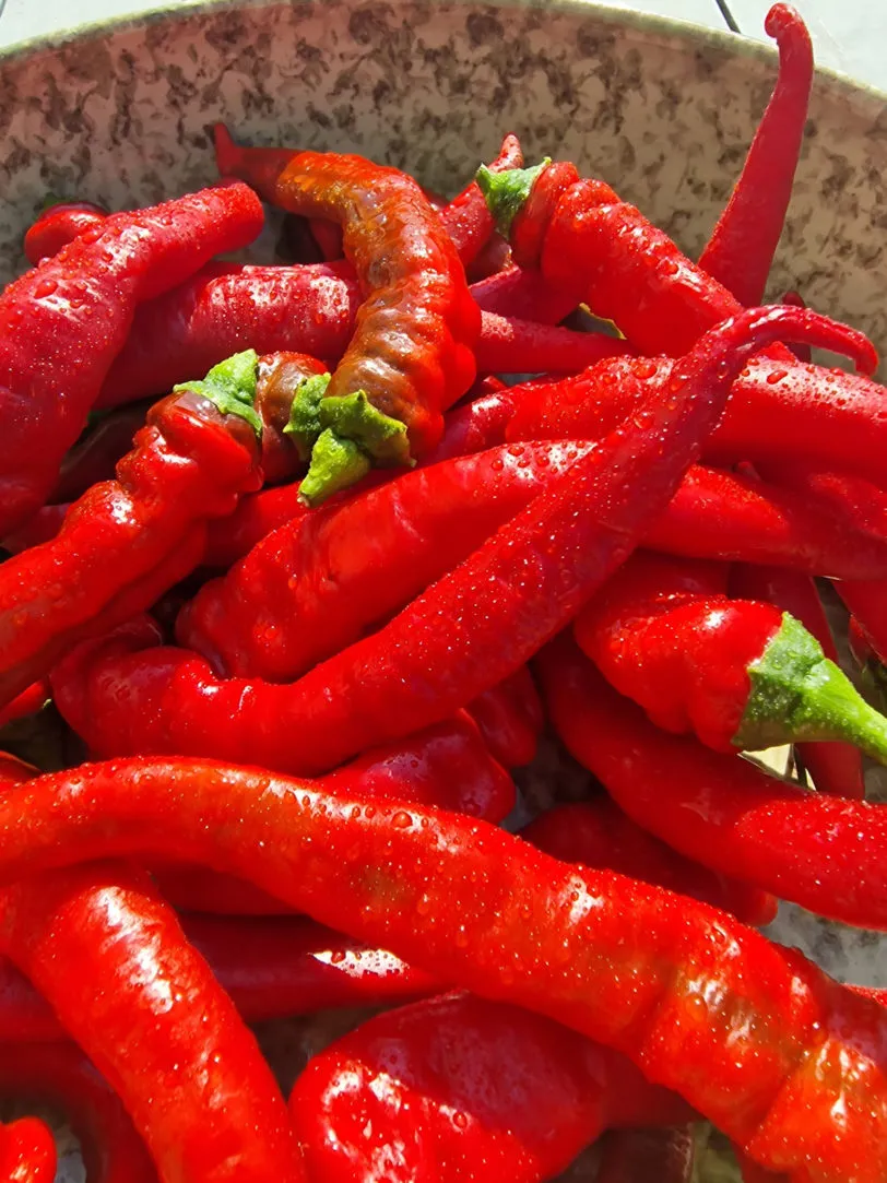 Jimmy Nardellos Chilli Seeds - Image 4
