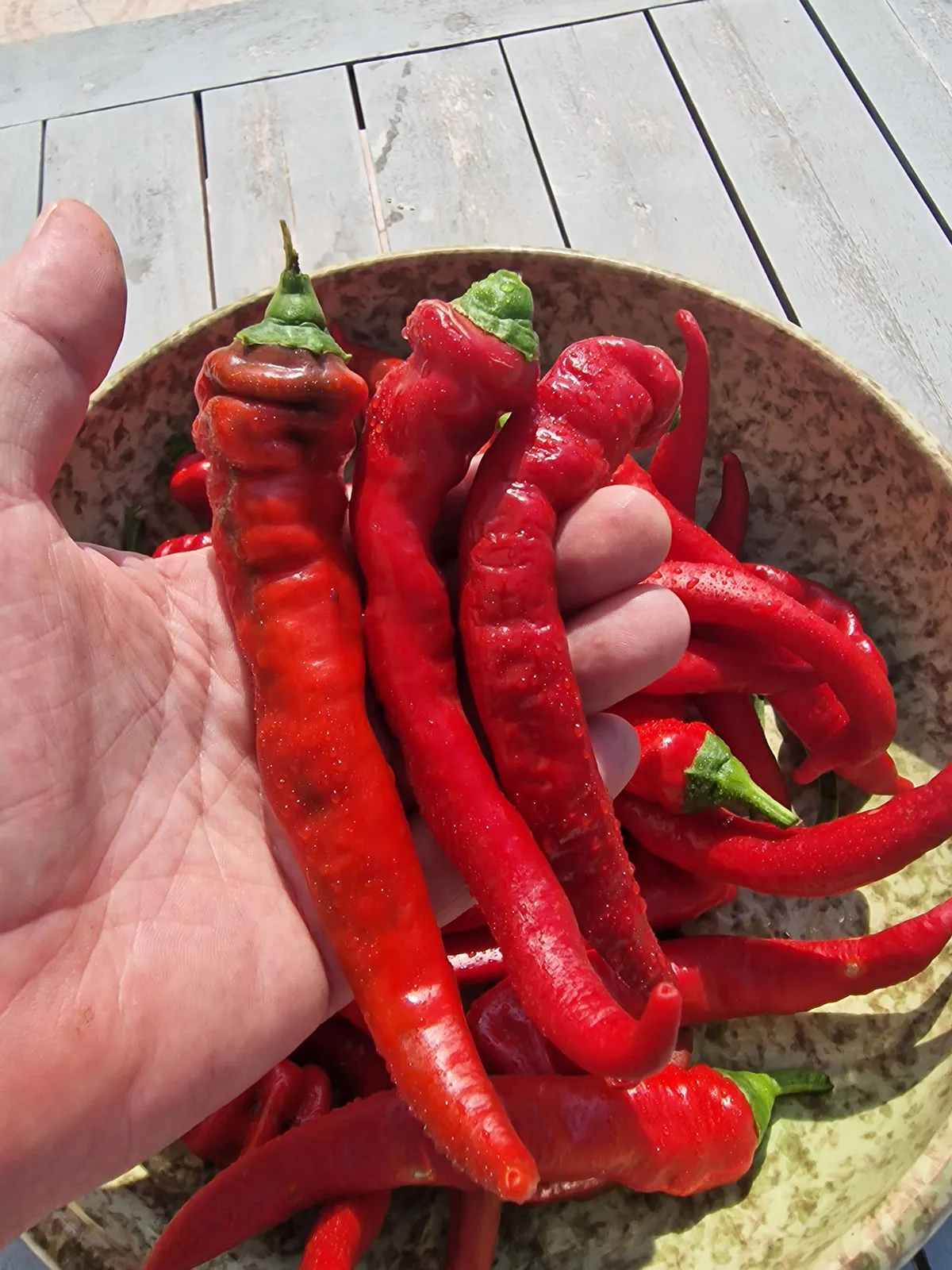 Jimmy Nardellos Chilli Seeds - Image 3