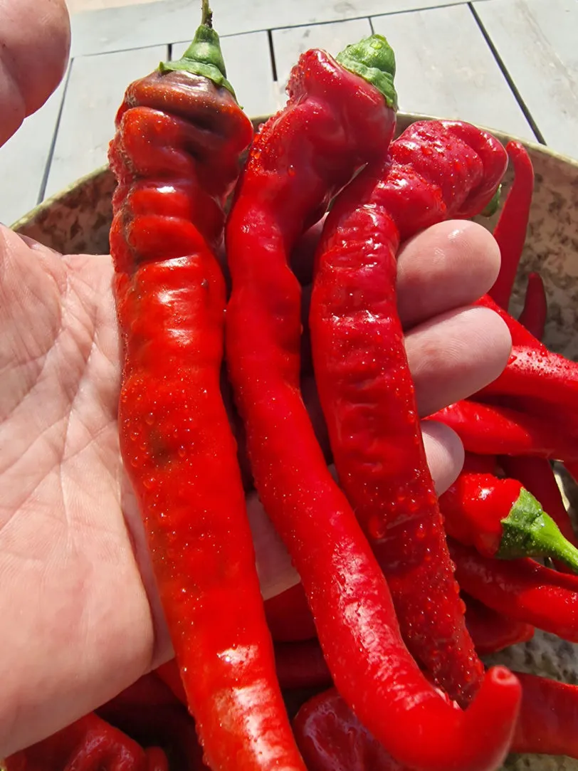 Jimmy Nardellos Chilli Seeds - Image 5