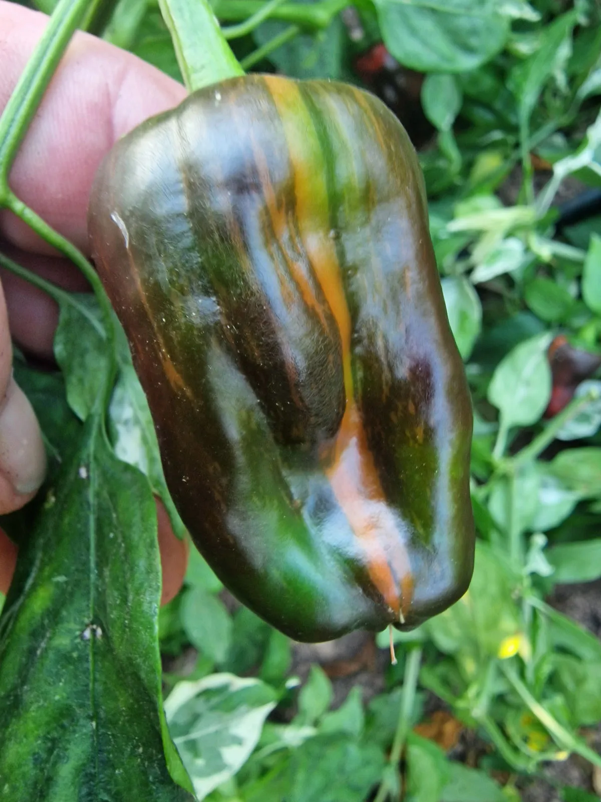 Bryans Blood Mix Pheno Chilli Seeds - Image 2