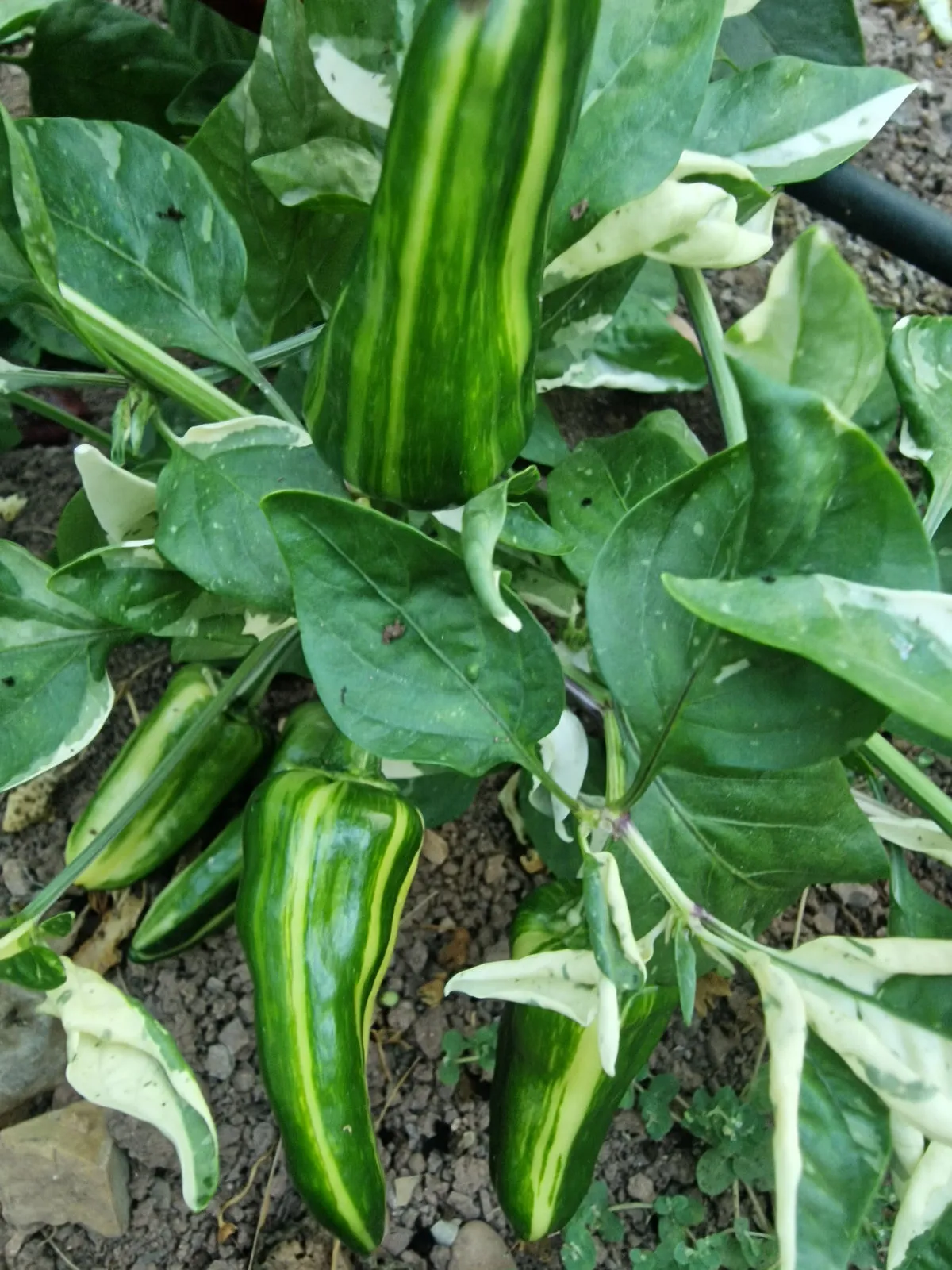 Bryans Blood Mix Pheno Chilli Seeds - Image 3