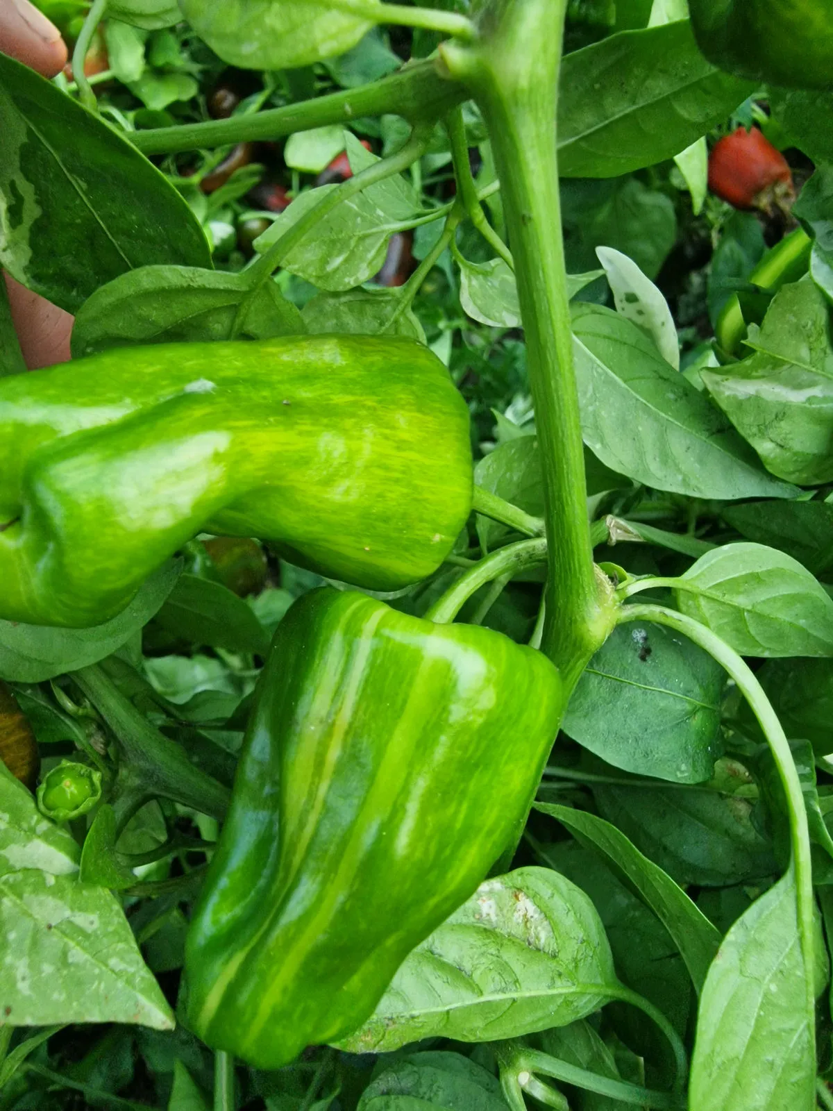 Bryans Blood Mix Pheno Chilli Seeds - Image 4