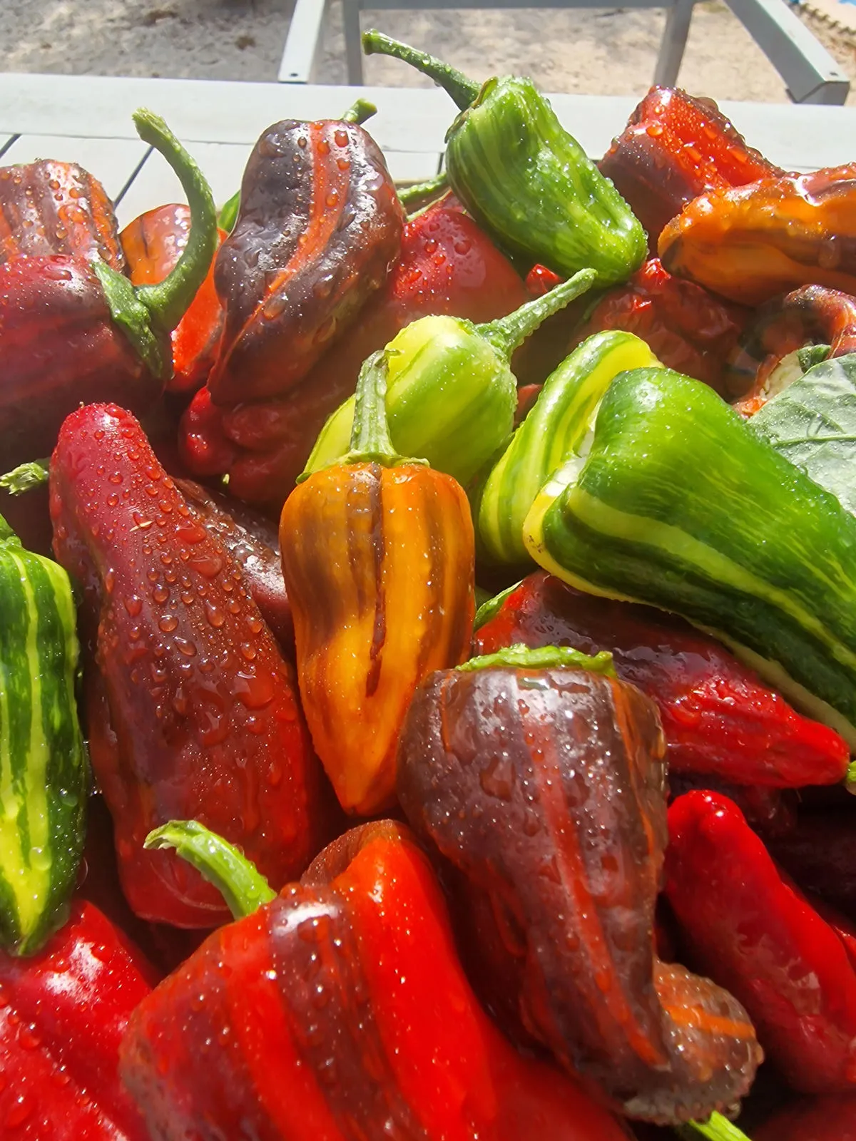 Bryans Blood Mix Pheno Chilli Seeds - Image 6