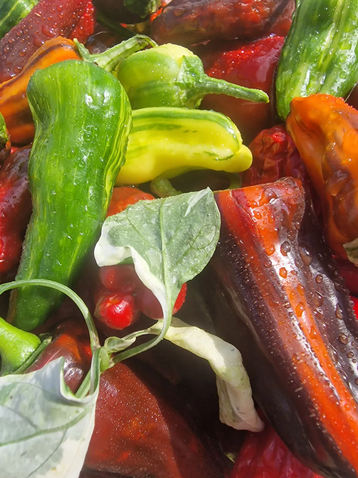 Bryans Blood Mix Pheno Chilli Seeds - Image 7